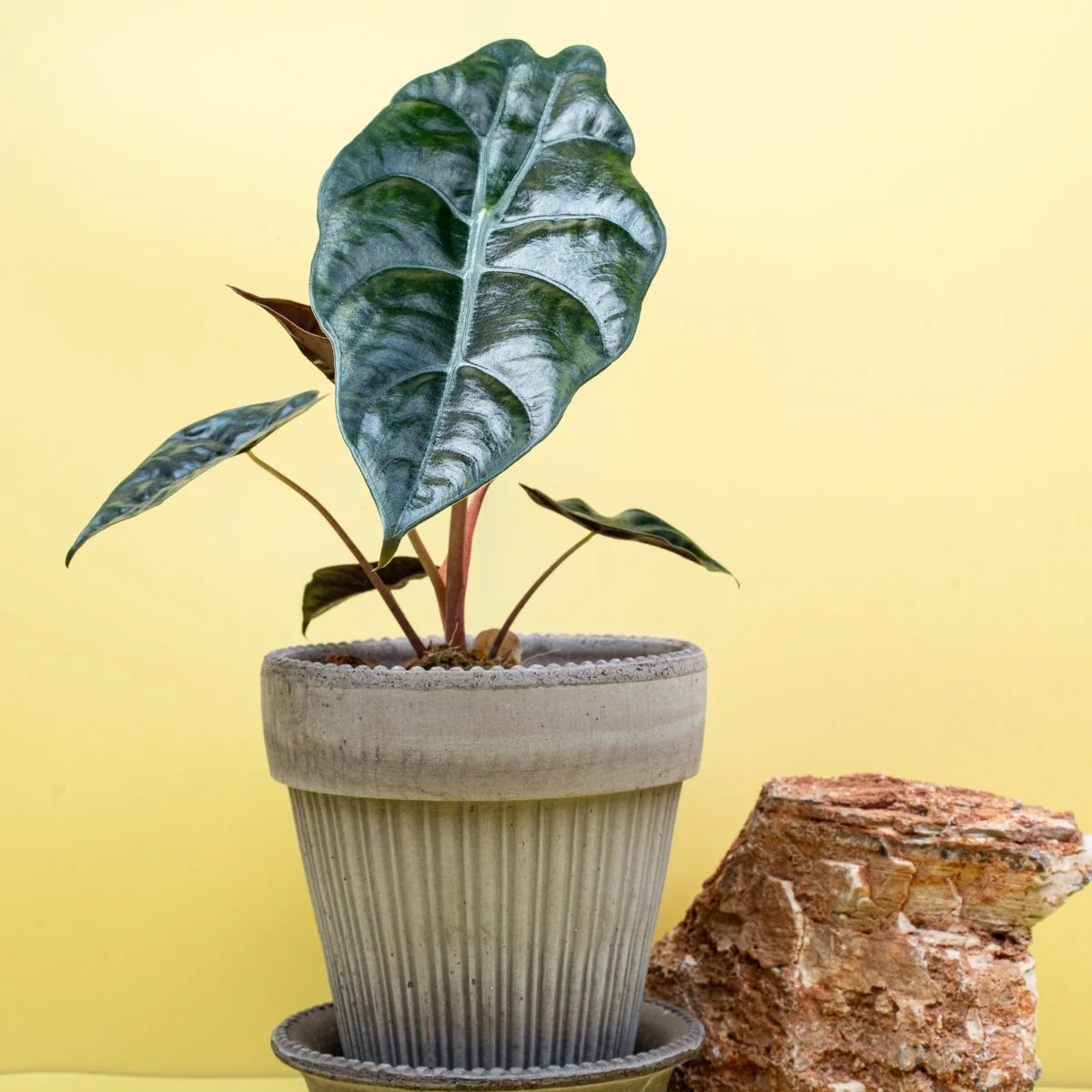 ALOCASIA CHANTRIERI - Image 2