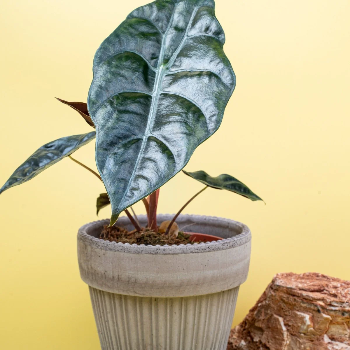 ALOCASIA CHANTRIERI - Image 6