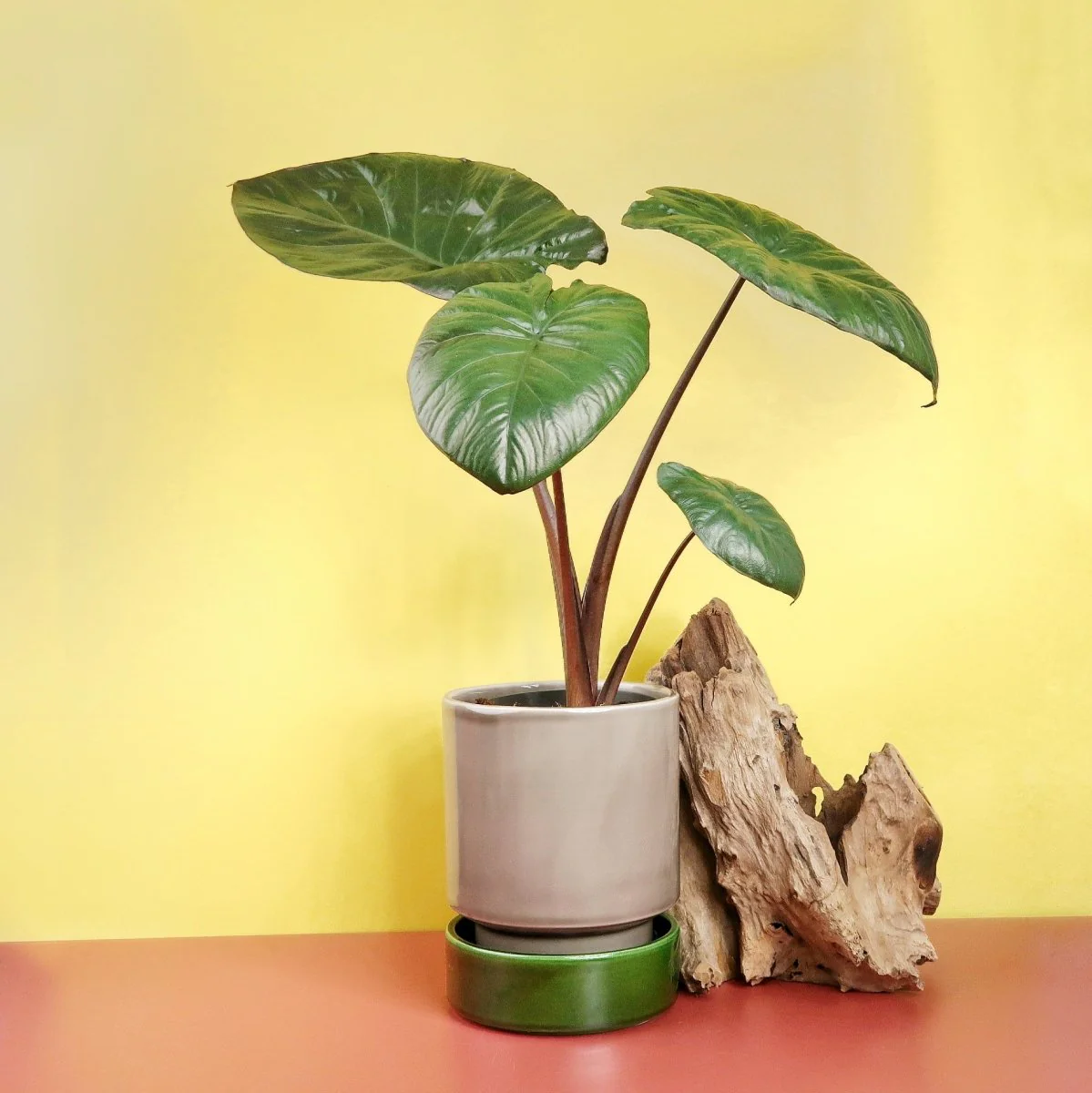 ALOCASIA CHOCOLATE GREEN