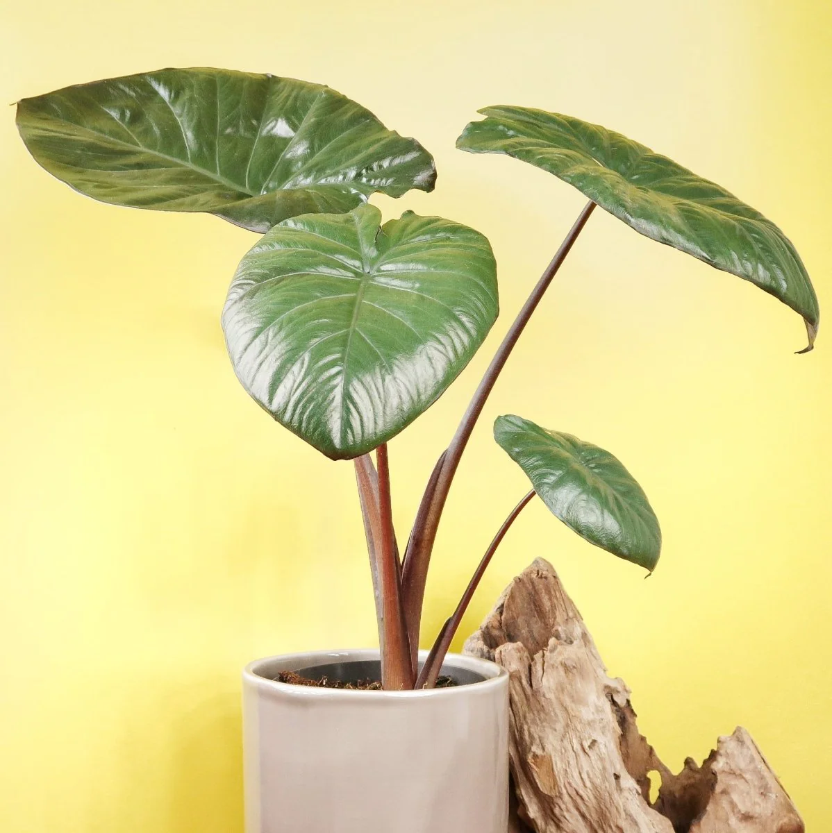 ALOCASIA CHOCOLATE GREEN - Image 4