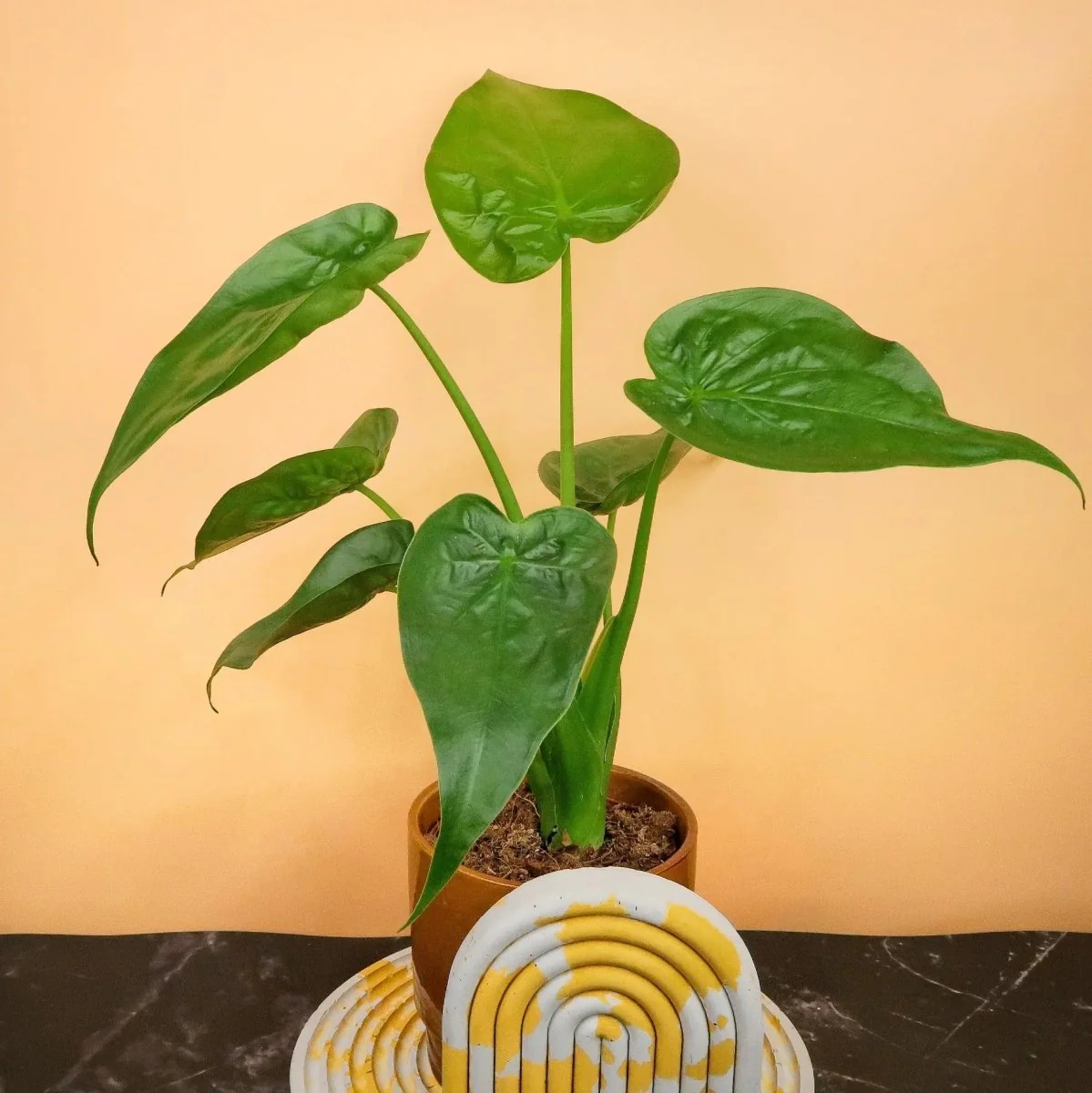 ALOCASIA CUCULLATA - Image 8