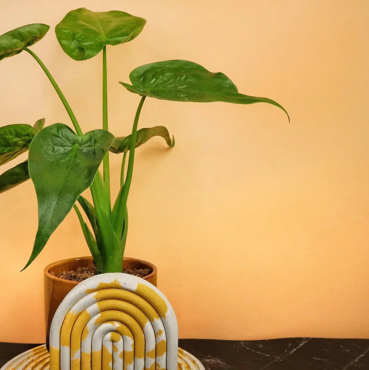 ALOCASIA CUCULLATA - Image 9