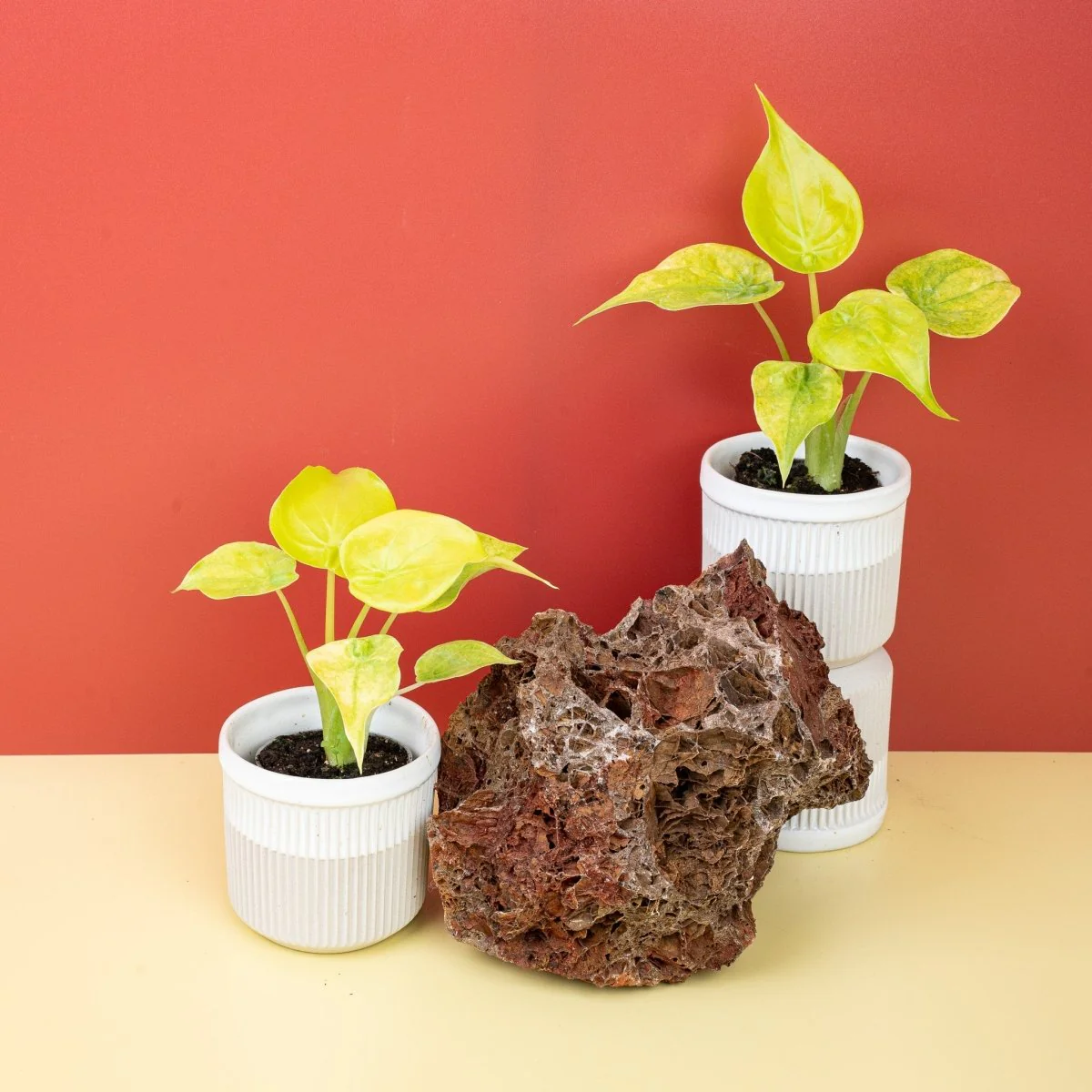 ALOCASIA CUCULLATA VARIEGATA MINT - Image 5