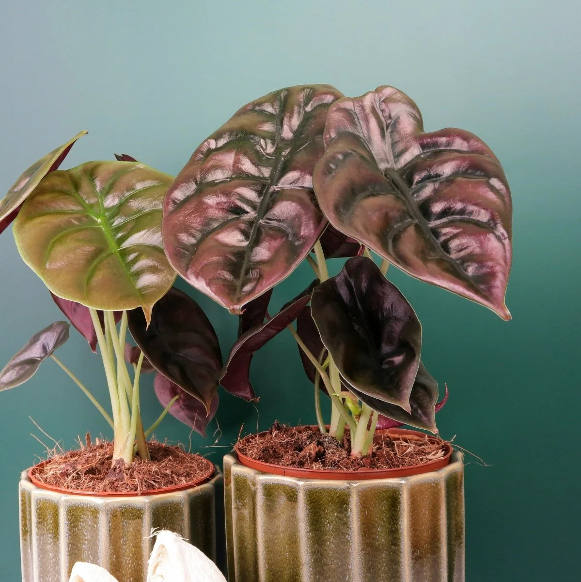 ALOCASIA CUPREA RED SECRET - Image 4