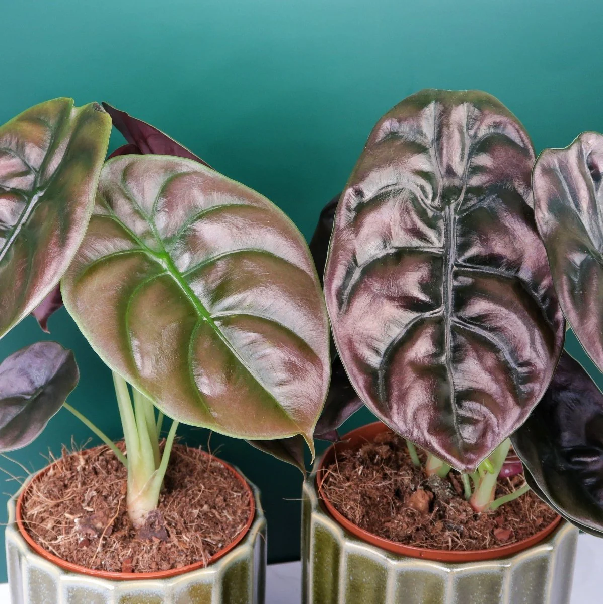 ALOCASIA CUPREA RED SECRET - Image 5