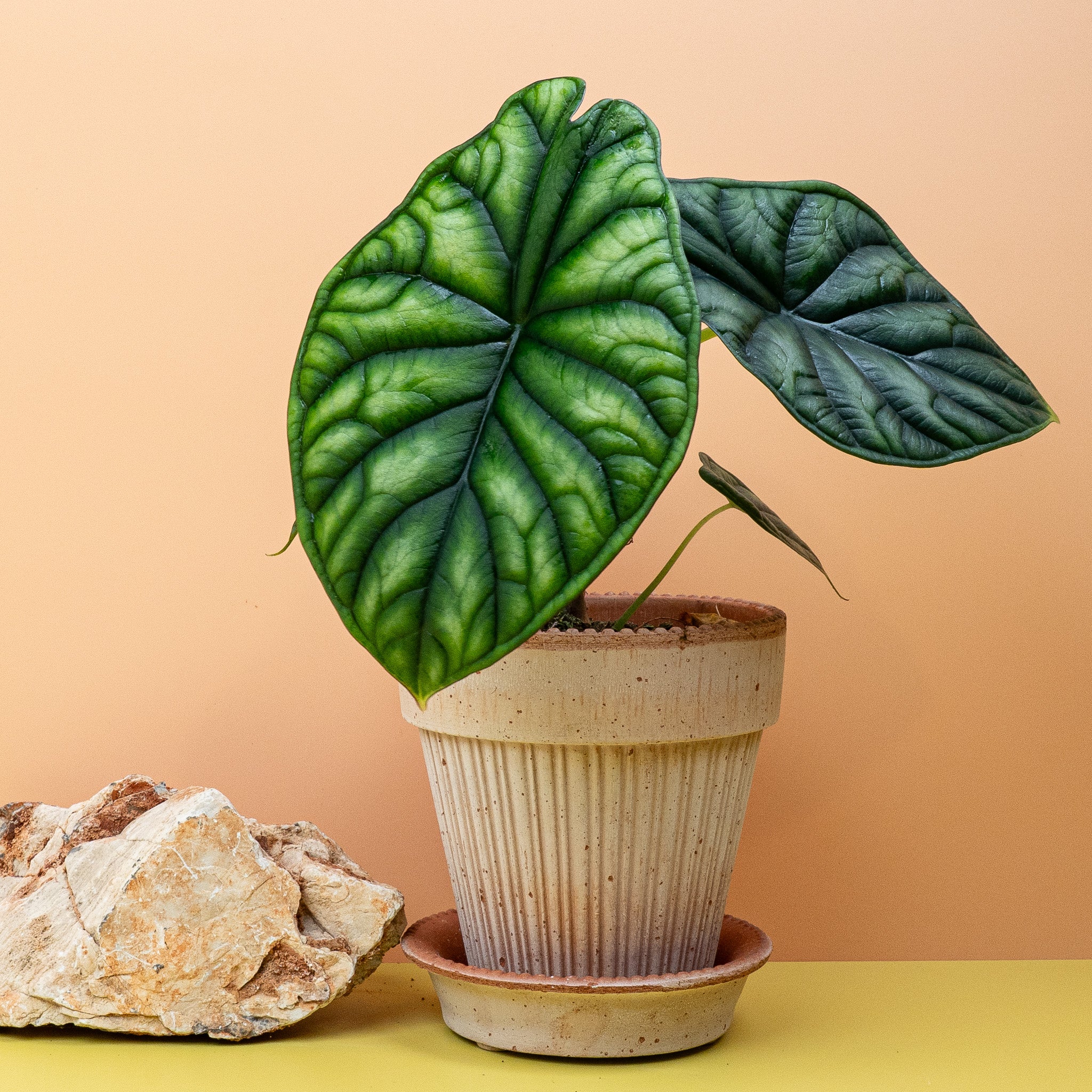 ALOCASIA DRAGON SCALE - Image 5
