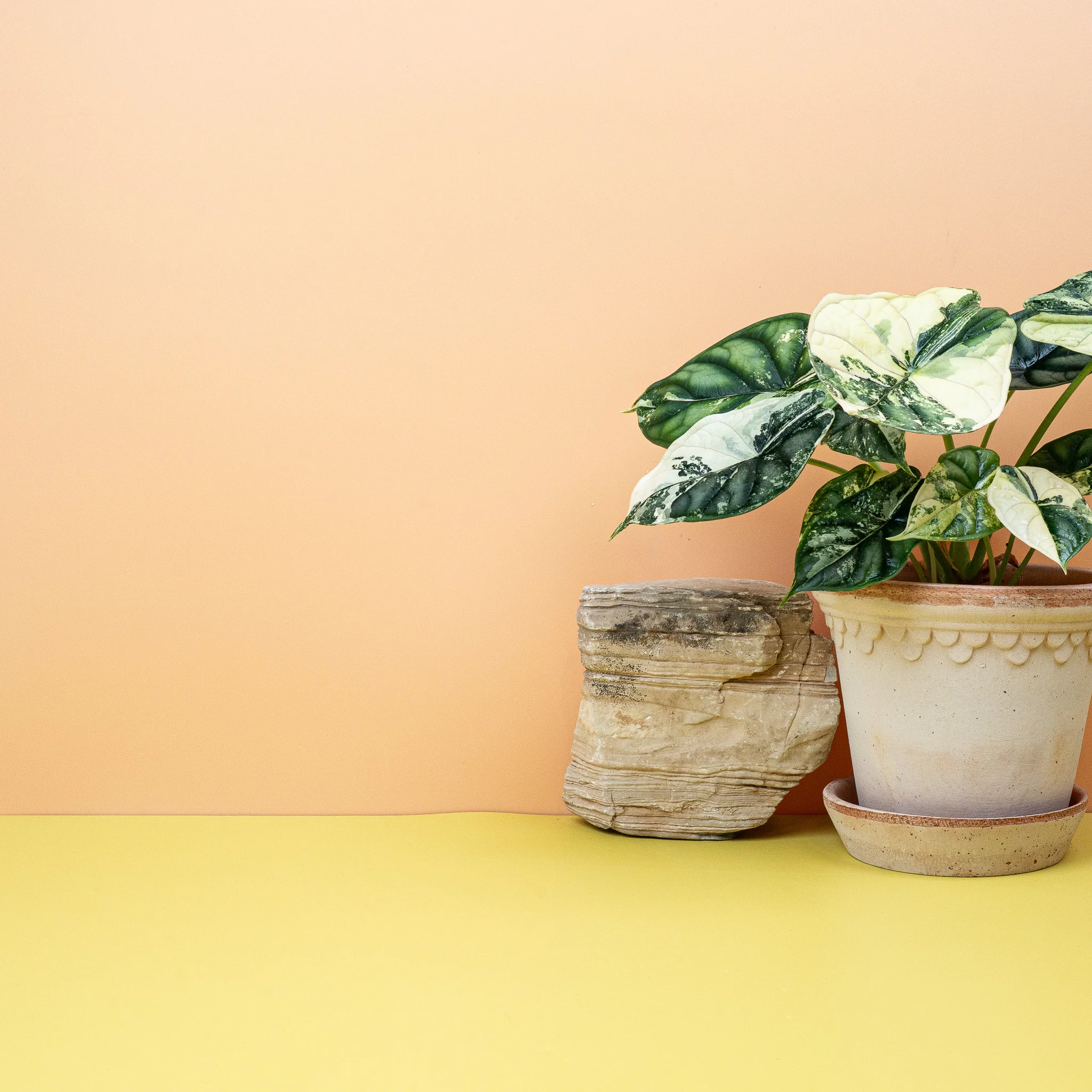ALOCASIA DRAGON SCALE VARIEGATA - Image 3