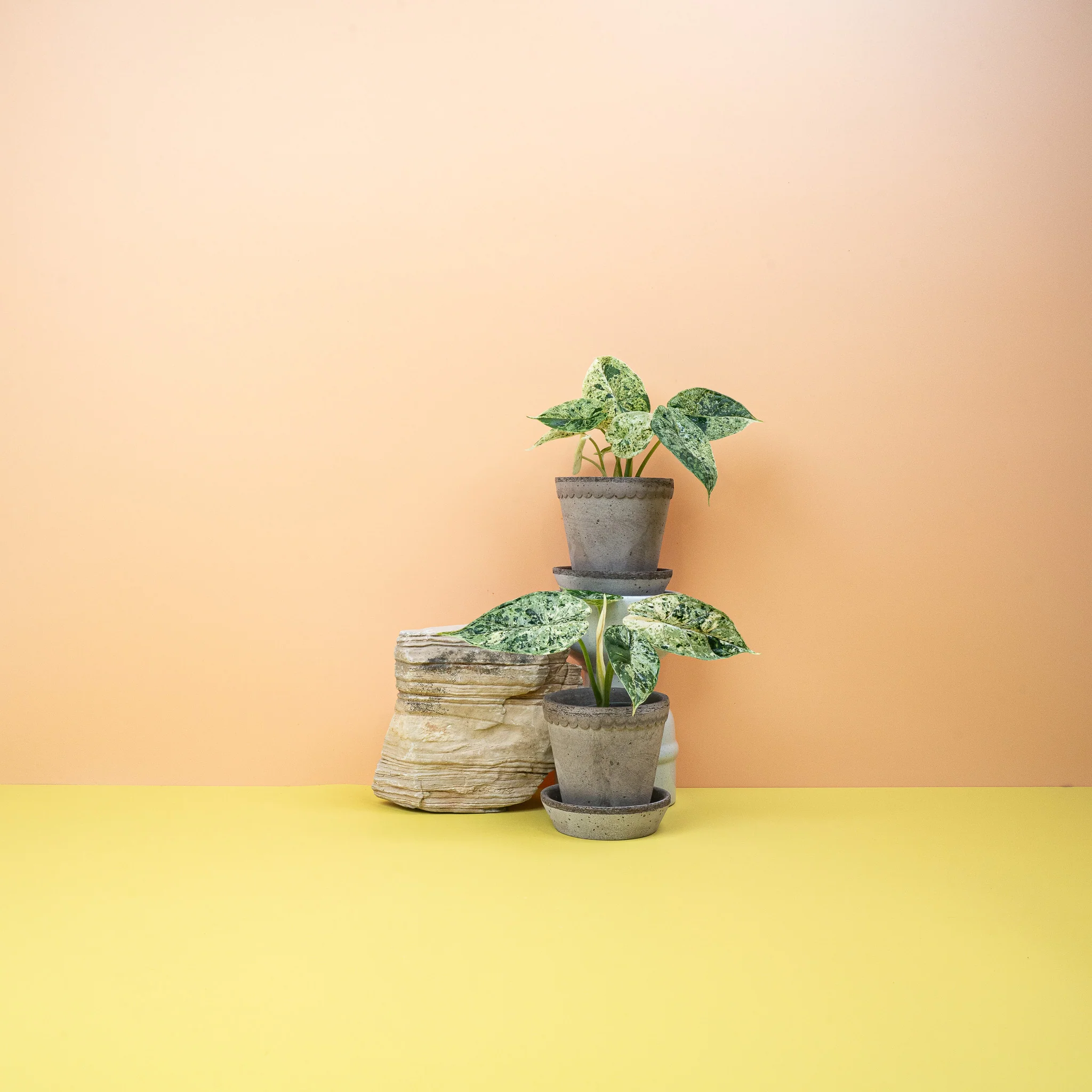 ALOCASIA DRAGON SCALE VARIEGATA MINT - Image 2