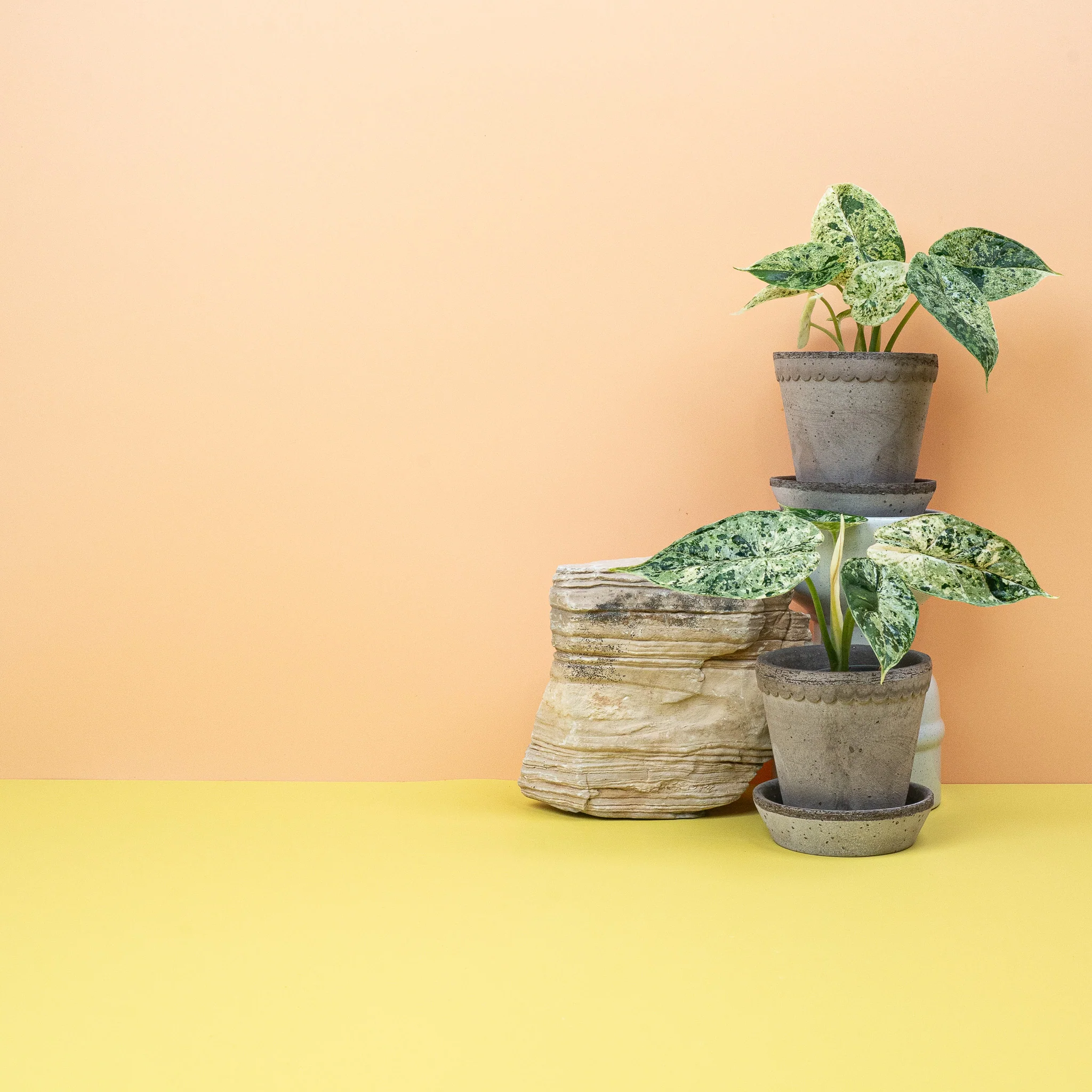 ALOCASIA DRAGON SCALE VARIEGATA MINT - Image 3