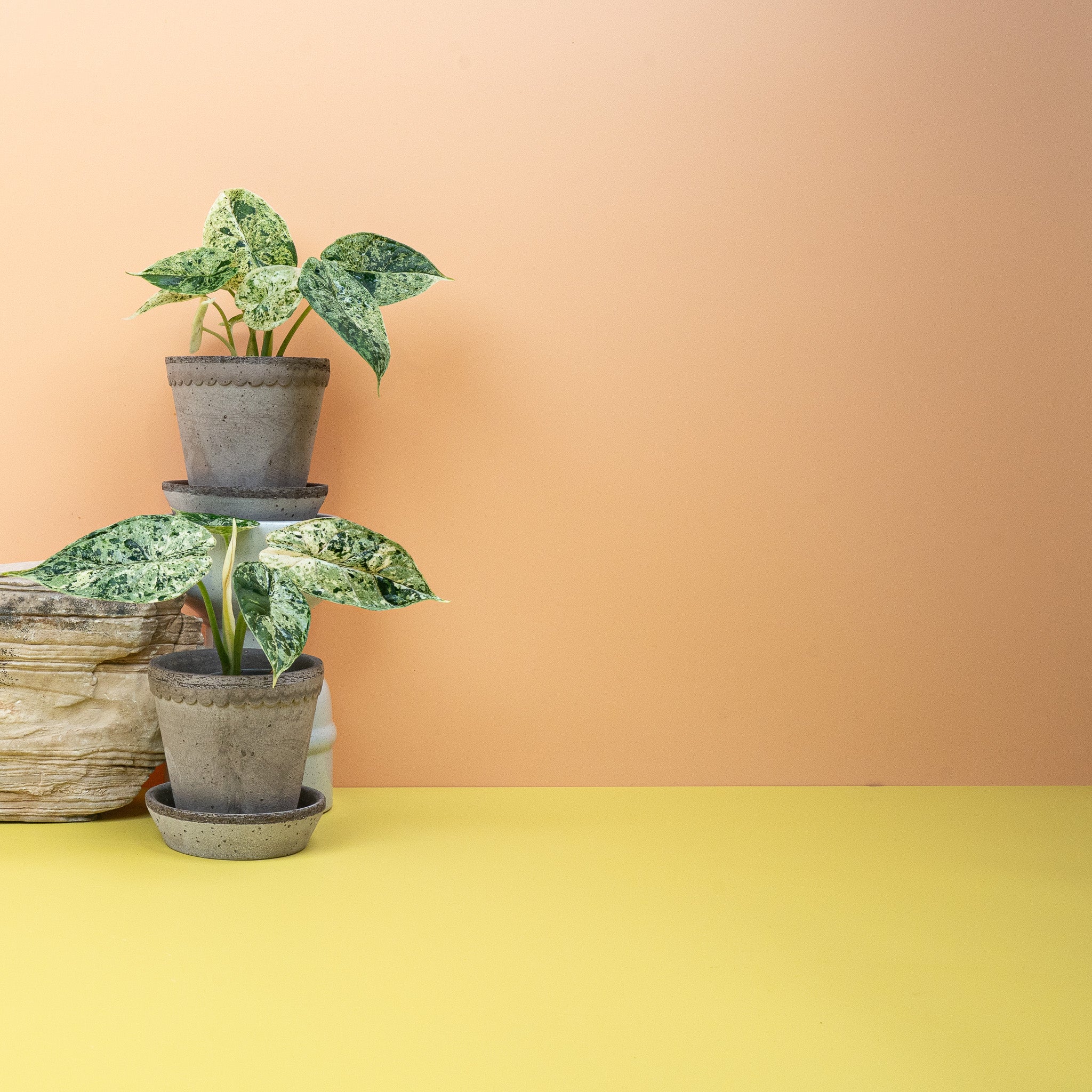 ALOCASIA DRAGON SCALE VARIEGATA MINT - Image 4