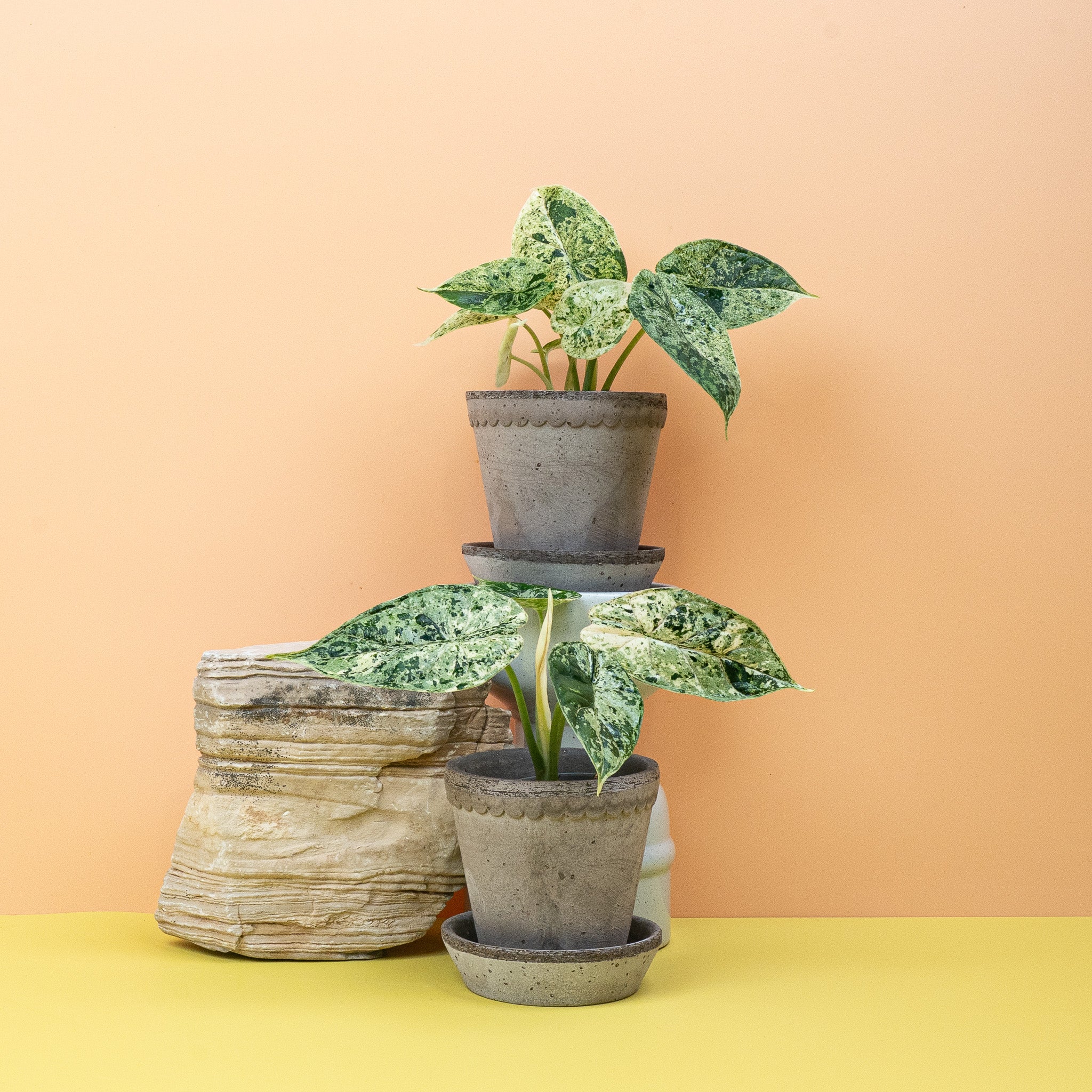 ALOCASIA DRAGON SCALE VARIEGATA MINT - Image 5
