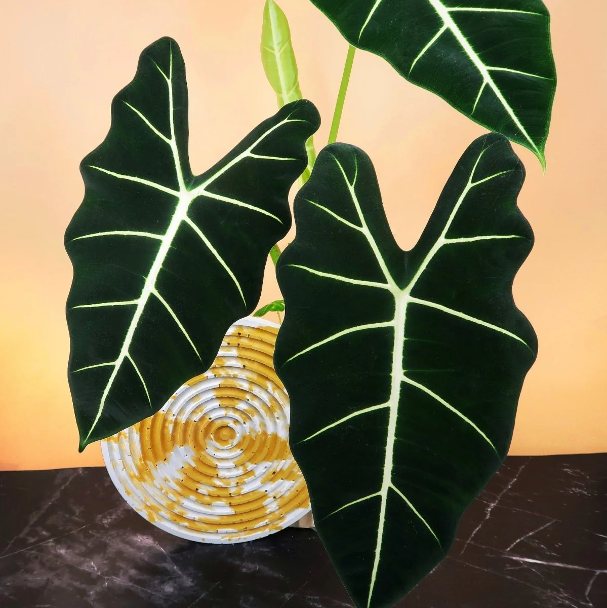 ALOCASIA FRYDEK - Image 3