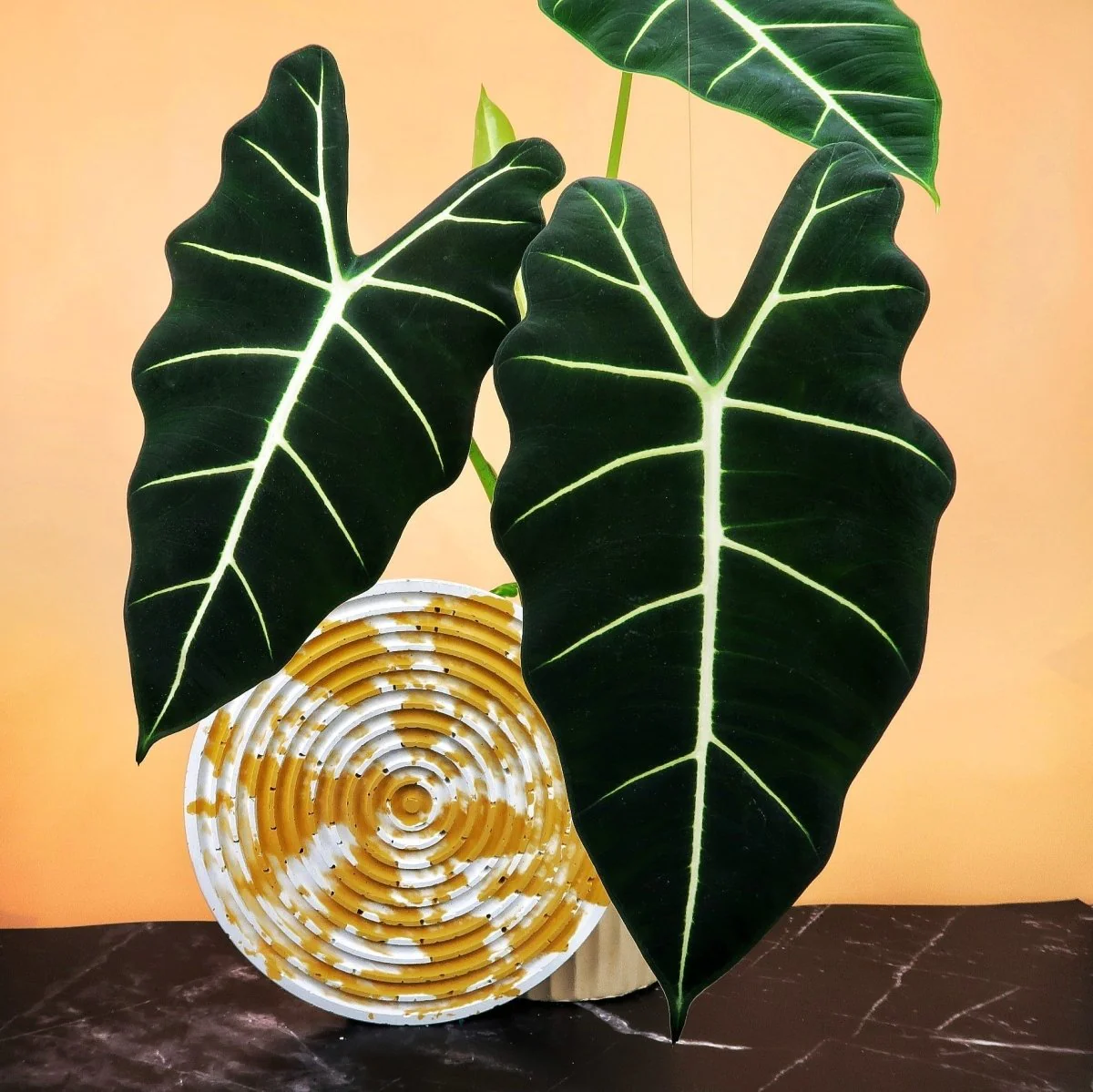 ALOCASIA FRYDEK - Image 4