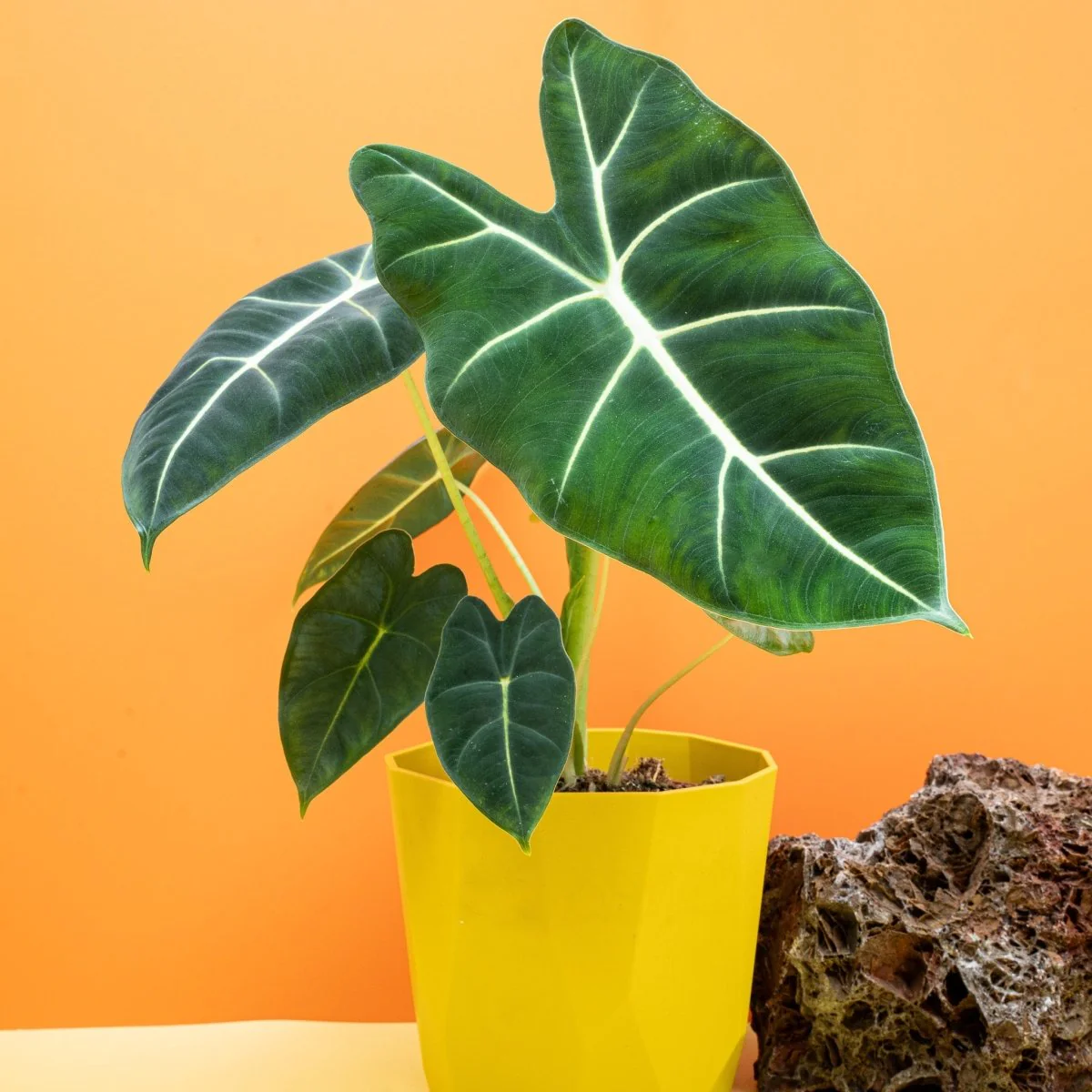ALOCASIA FRYDEK - Image 9