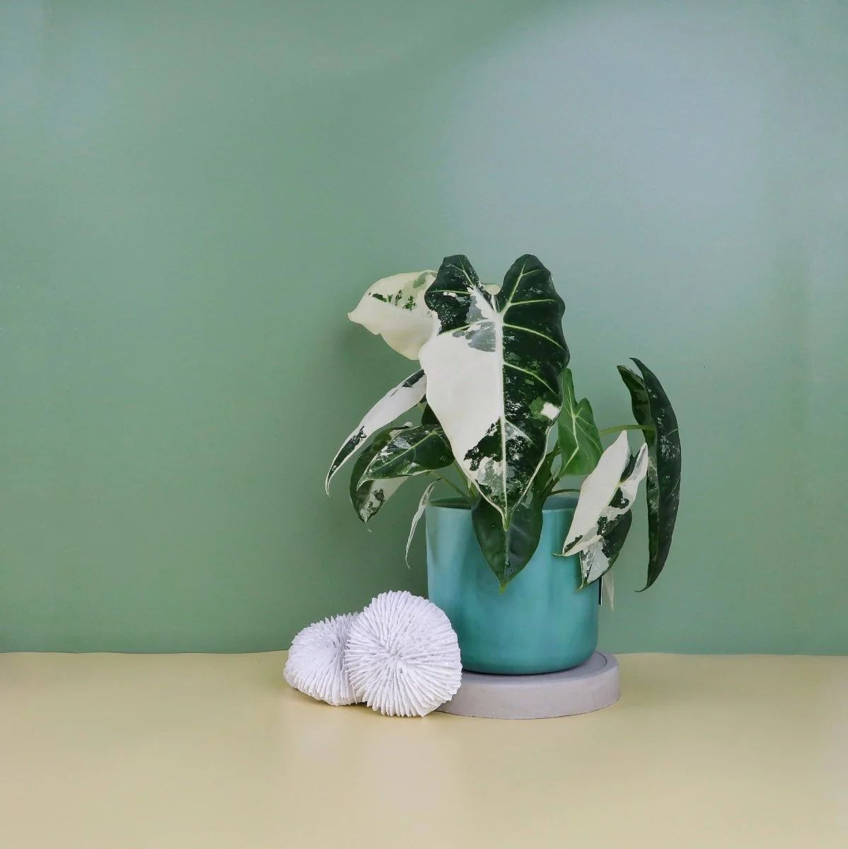 ALOCASIA FRYDEK VARIEGATA