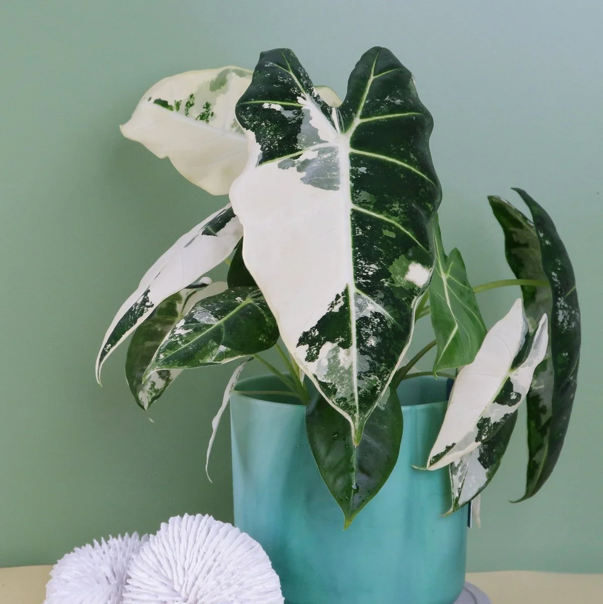 ALOCASIA FRYDEK VARIEGATA - Image 2