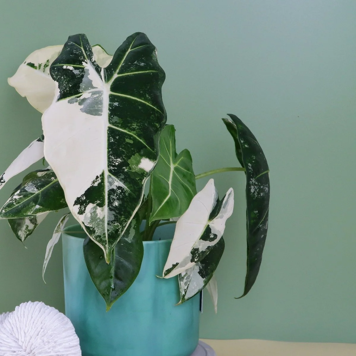 ALOCASIA FRYDEK VARIEGATA - Image 3
