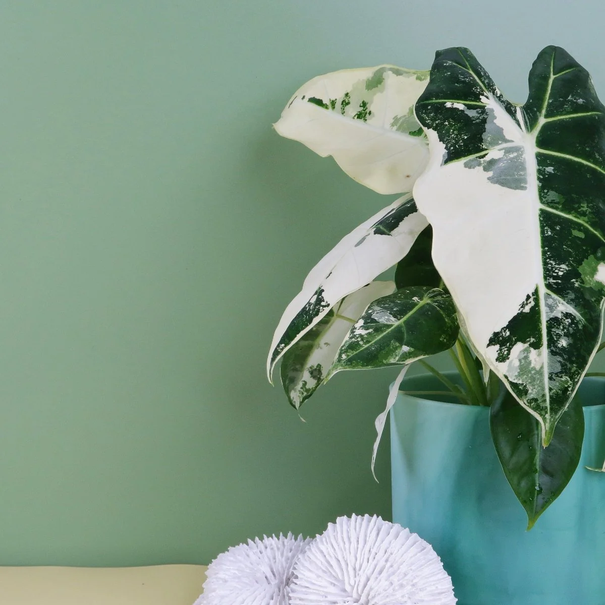ALOCASIA FRYDEK VARIEGATA - Image 4