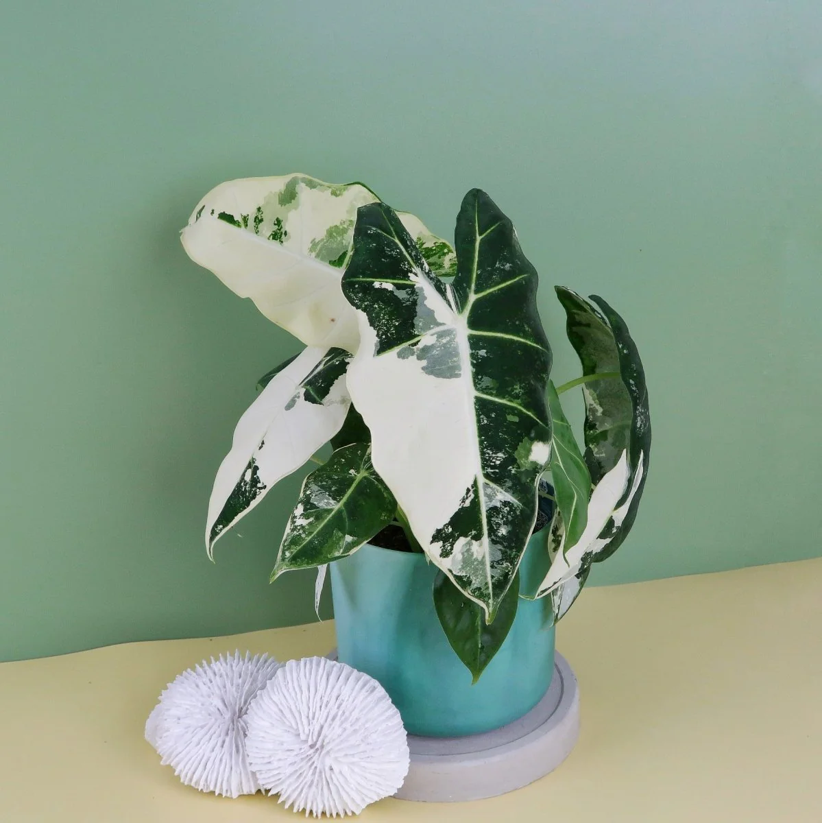 ALOCASIA FRYDEK VARIEGATA - Image 5