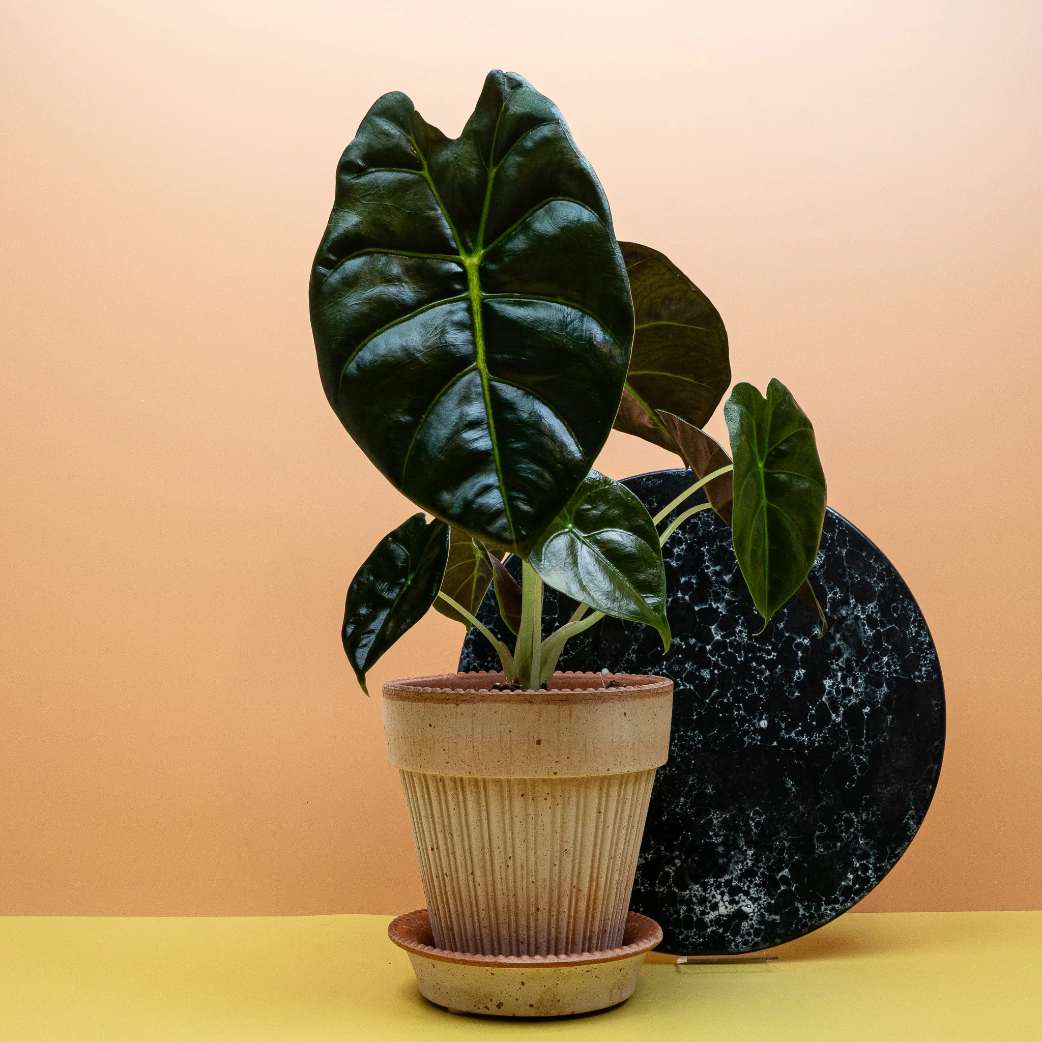 ALOCASIA GOLDEN BONE