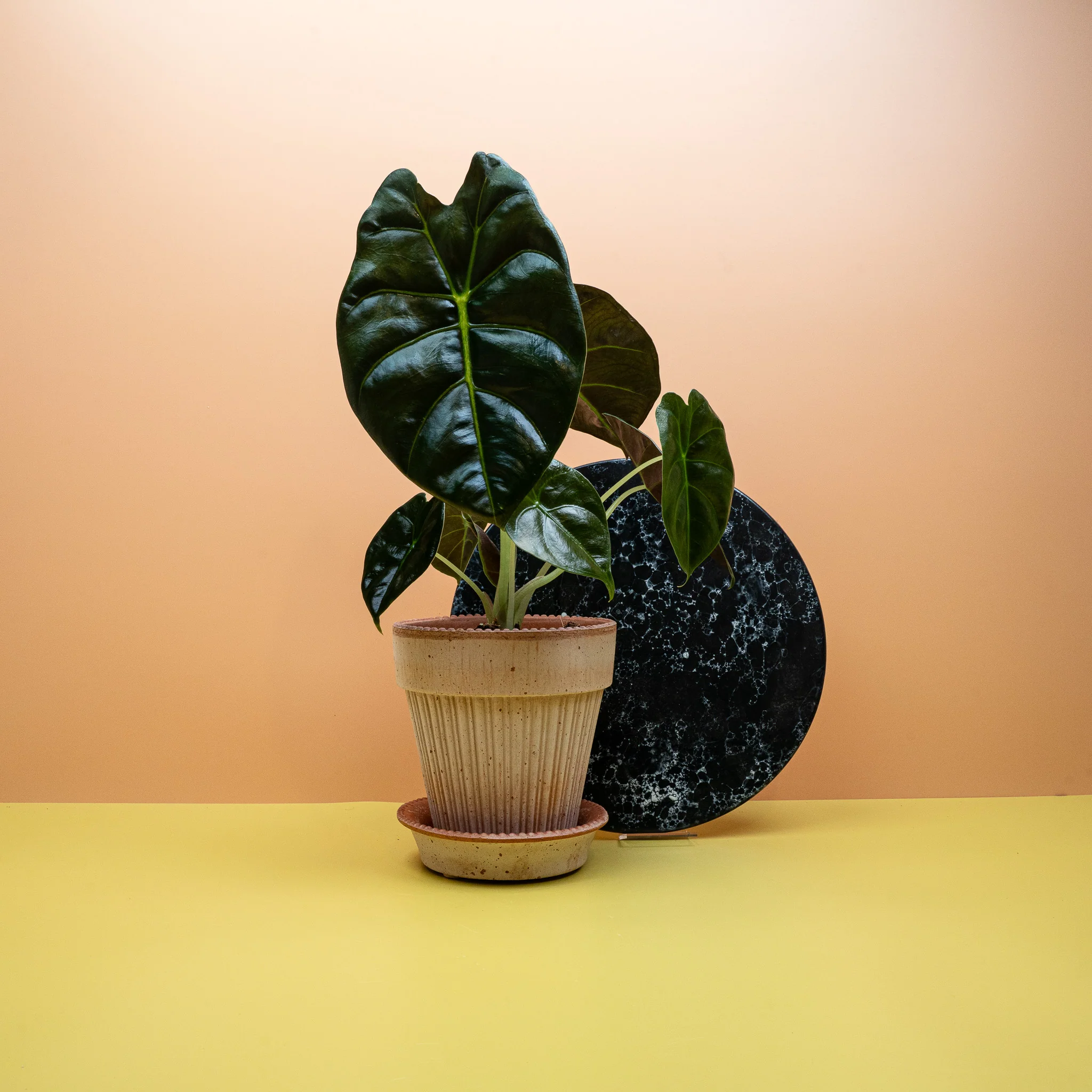 ALOCASIA GOLDEN BONE - Image 2