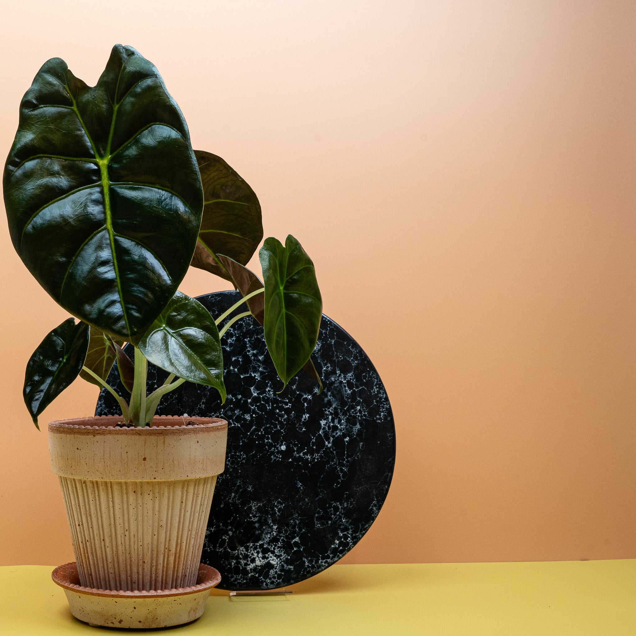 ALOCASIA GOLDEN BONE - Image 3