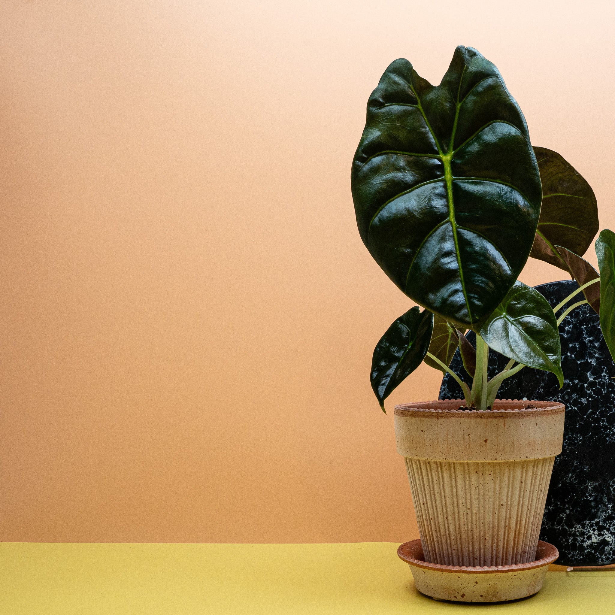 ALOCASIA GOLDEN BONE - Image 4
