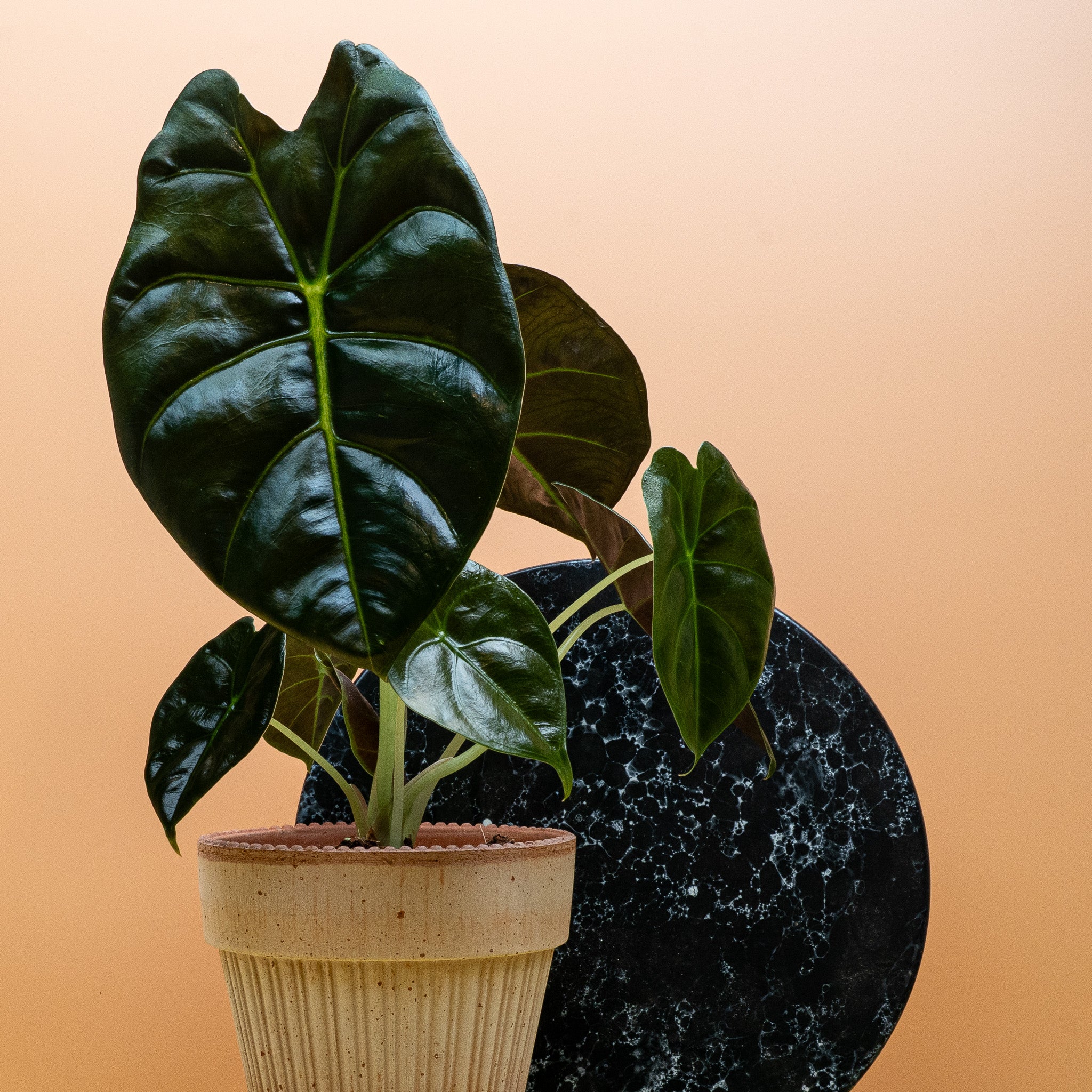ALOCASIA GOLDEN BONE - Image 5