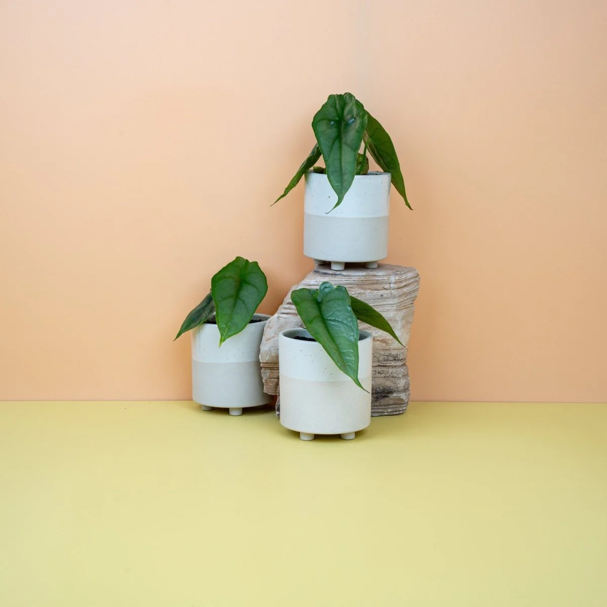 ALOCASIA HETEROPHYLLA DRAGON BREATH