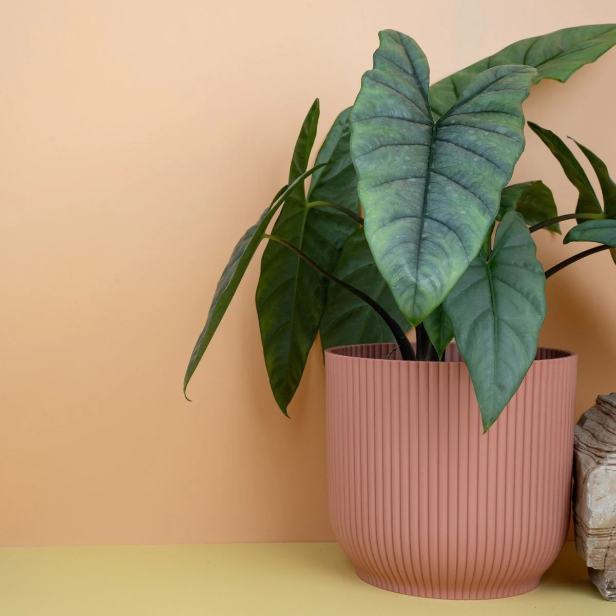 ALOCASIA HETEROPHYLLA DRAGON BREATH - Image 10