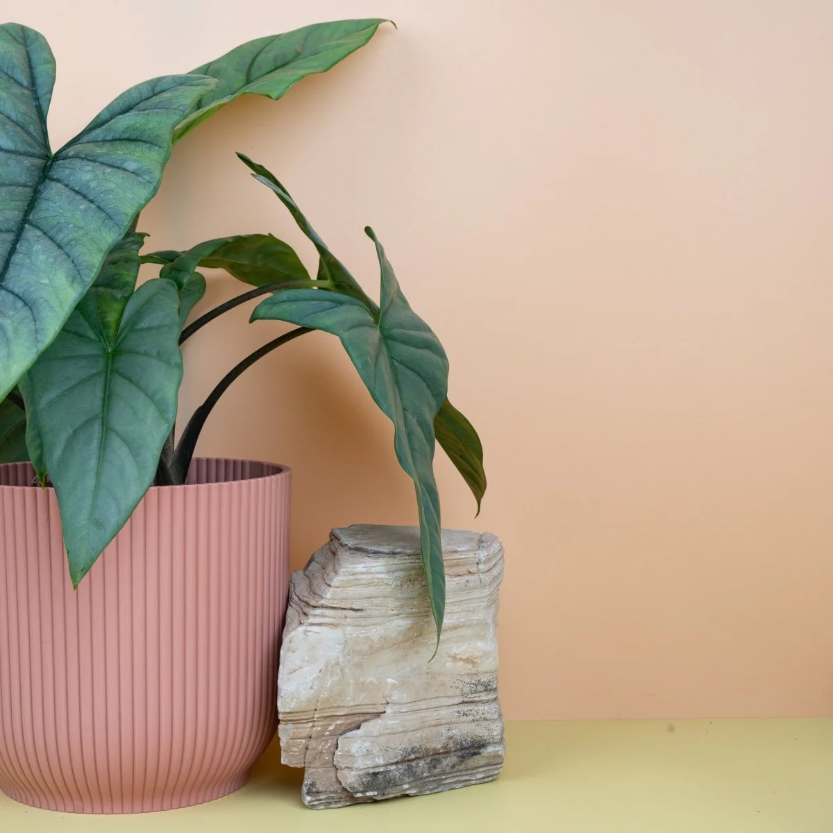 ALOCASIA HETEROPHYLLA DRAGON BREATH - Image 11