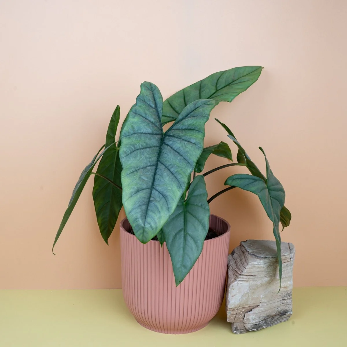 ALOCASIA HETEROPHYLLA DRAGON BREATH - Image 12