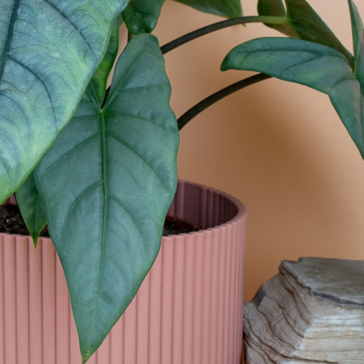 ALOCASIA HETEROPHYLLA DRAGON BREATH - Image 13