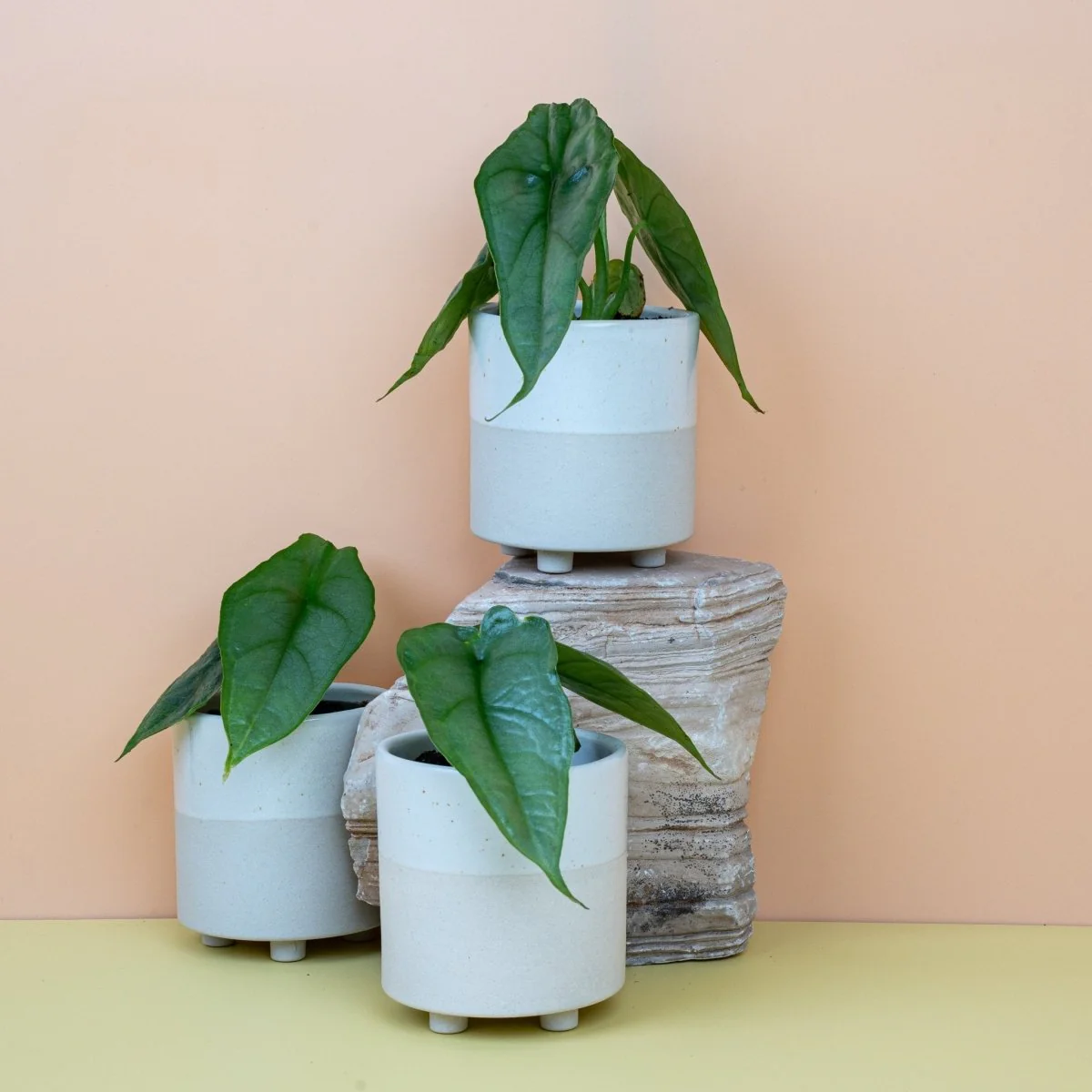ALOCASIA HETEROPHYLLA DRAGON BREATH - Image 2