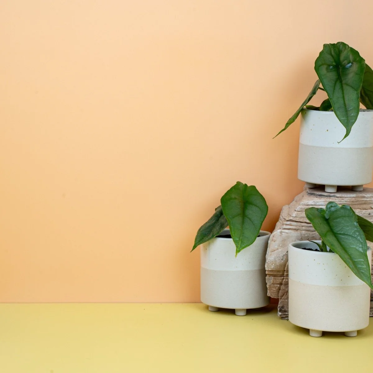 ALOCASIA HETEROPHYLLA DRAGON BREATH - Image 3
