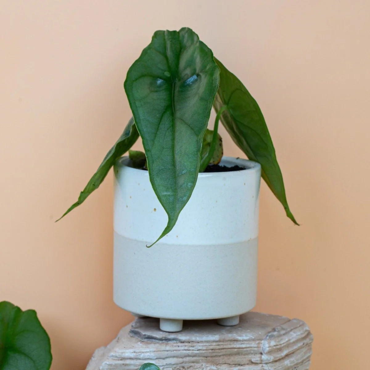 ALOCASIA HETEROPHYLLA DRAGON BREATH - Image 4
