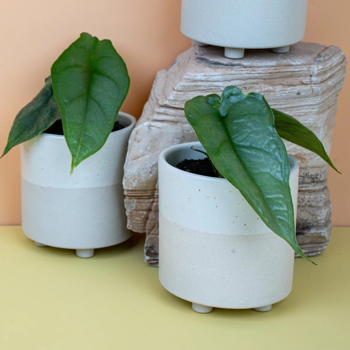 ALOCASIA HETEROPHYLLA DRAGON BREATH - Image 5