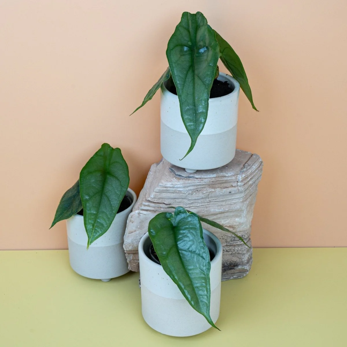 ALOCASIA HETEROPHYLLA DRAGON BREATH - Image 6