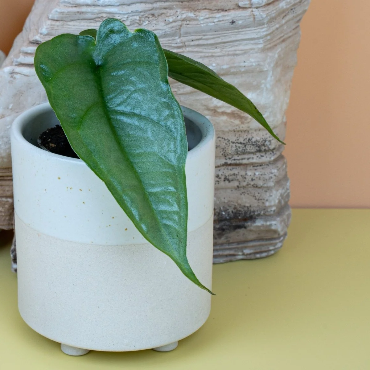 ALOCASIA HETEROPHYLLA DRAGON BREATH - Image 7