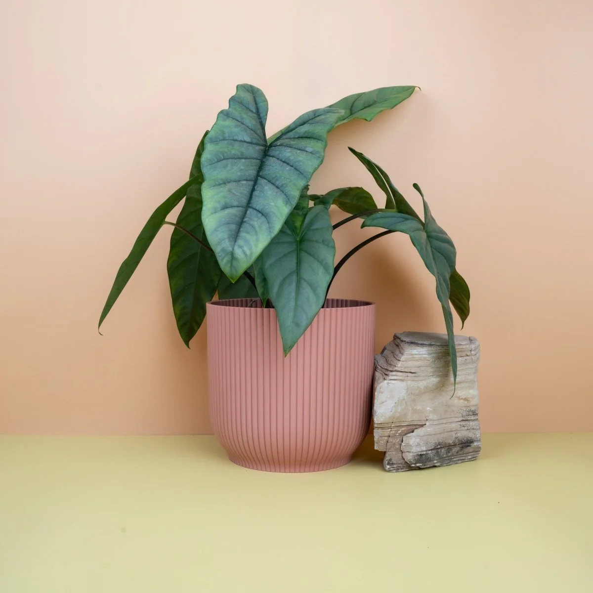 ALOCASIA HETEROPHYLLA DRAGON BREATH - Image 8