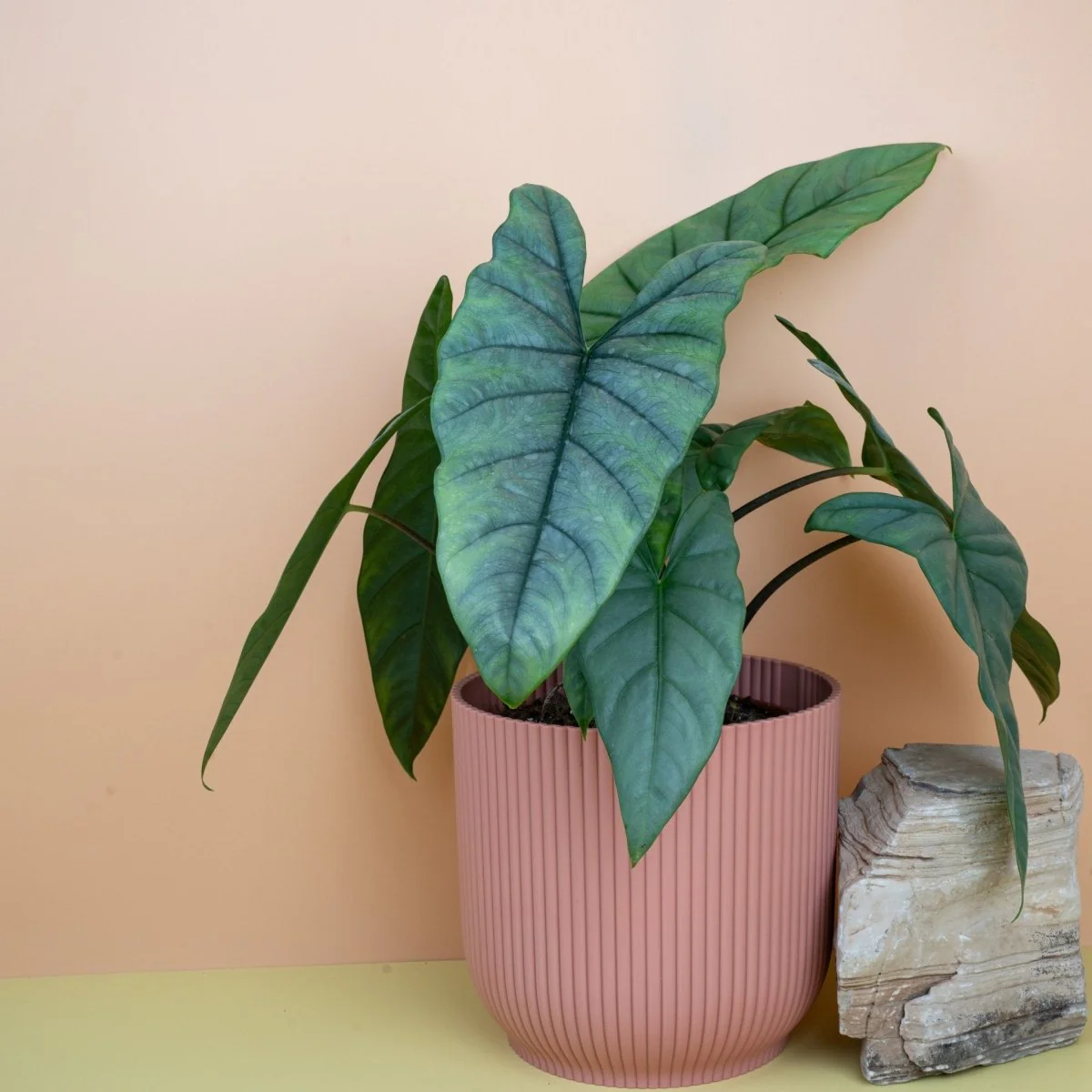 ALOCASIA HETEROPHYLLA DRAGON BREATH - Image 9