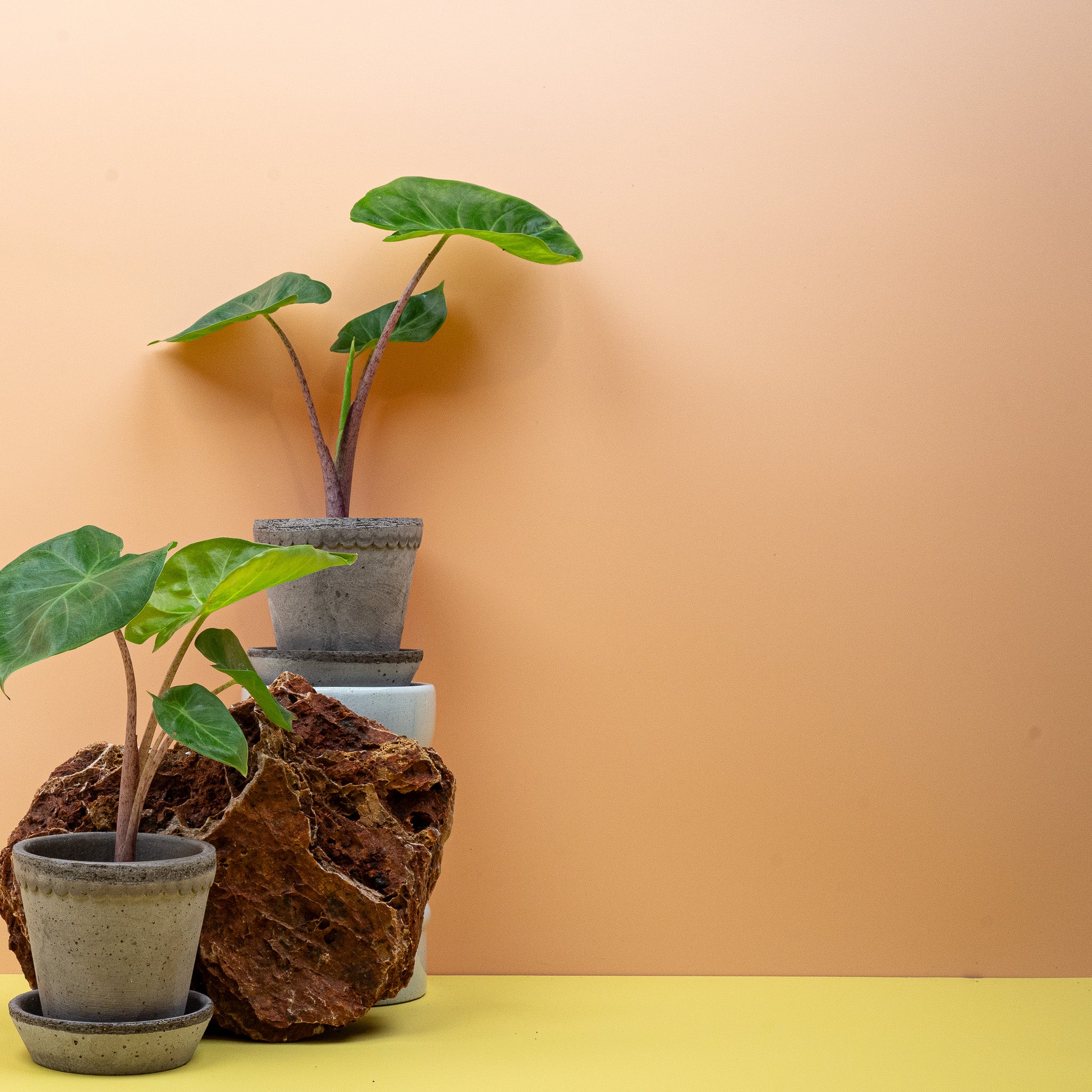 ALOCASIA IMPERIAL RED - Image 2
