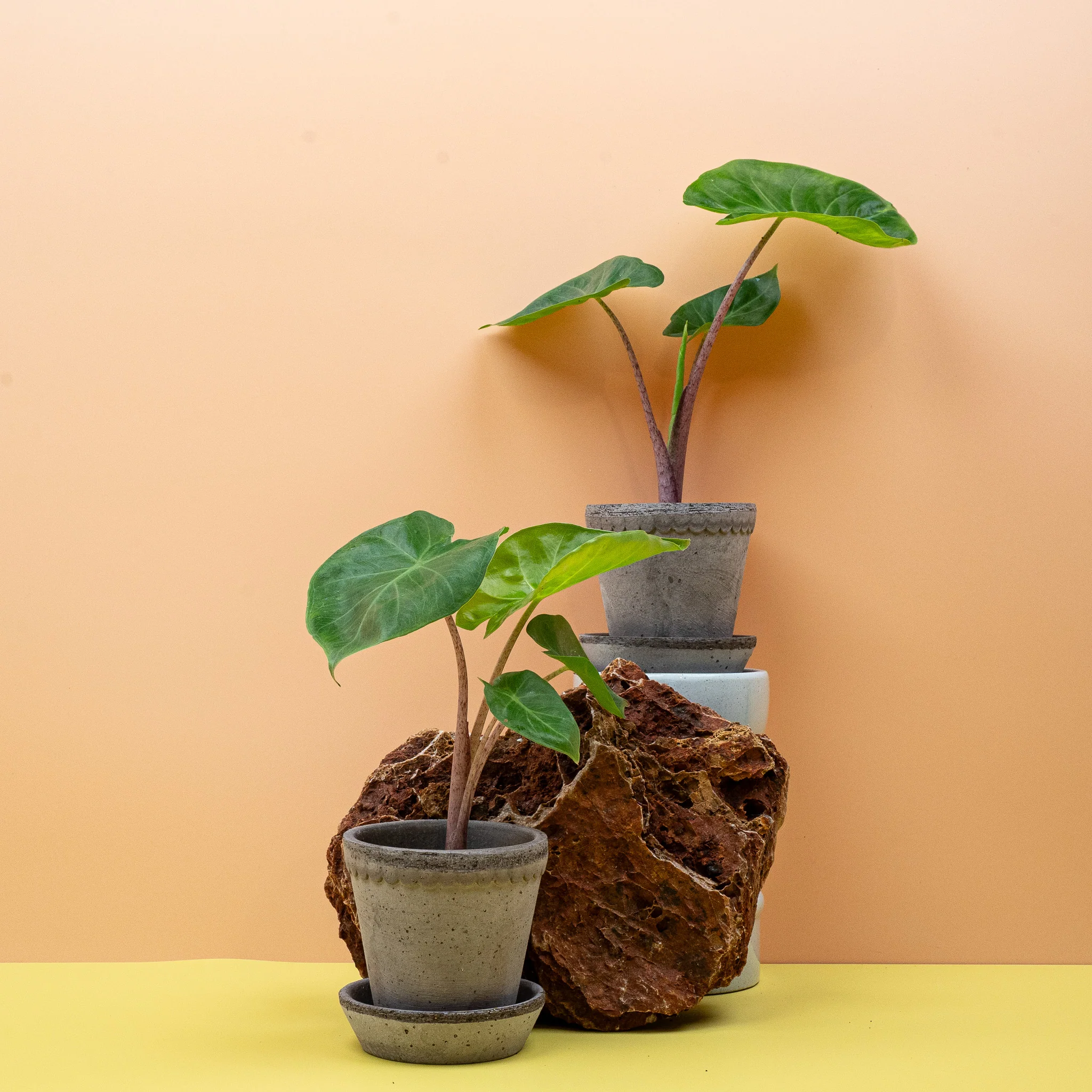 ALOCASIA IMPERIAL RED - Image 5