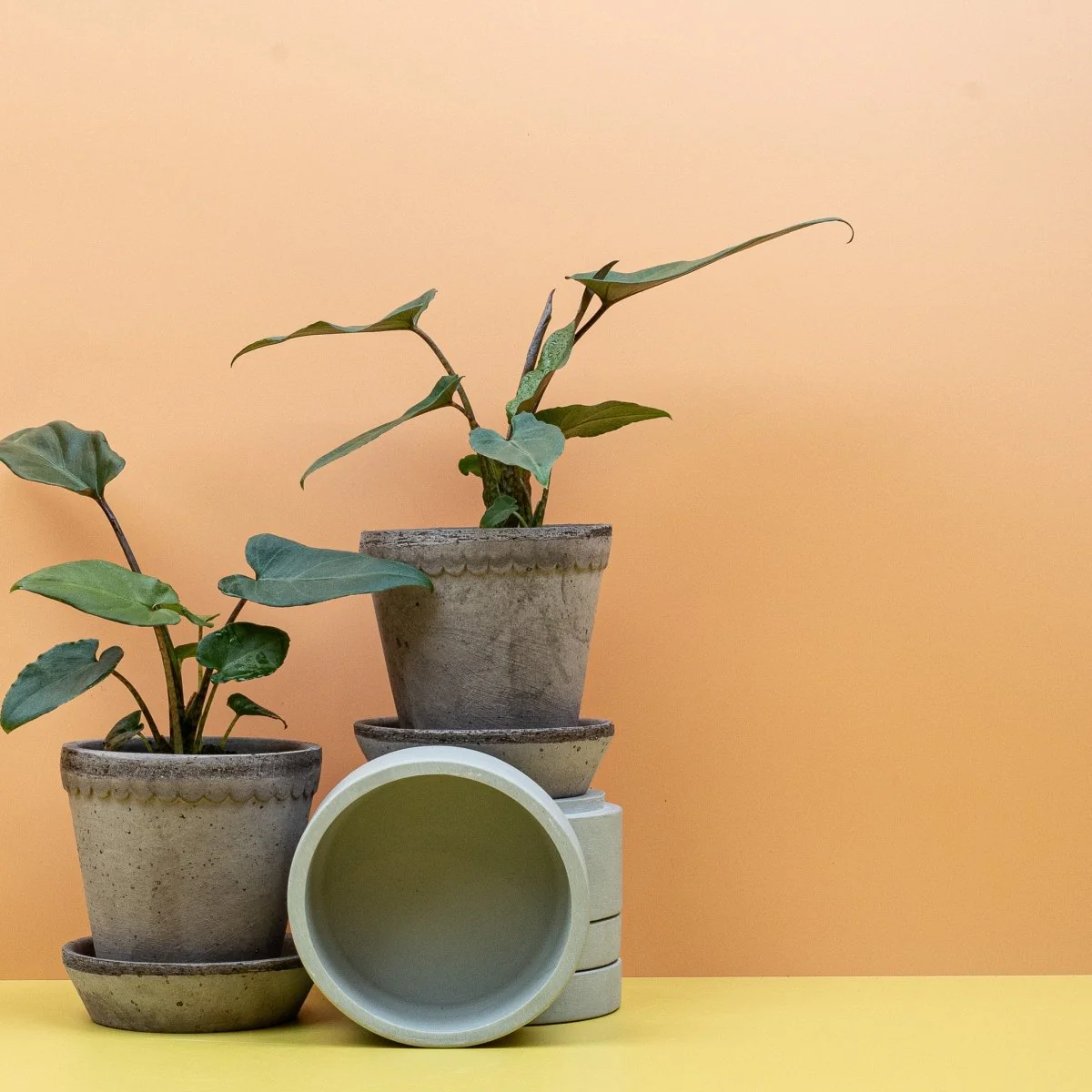 ALOCASIA LAUTERBACHIANA - Image 10