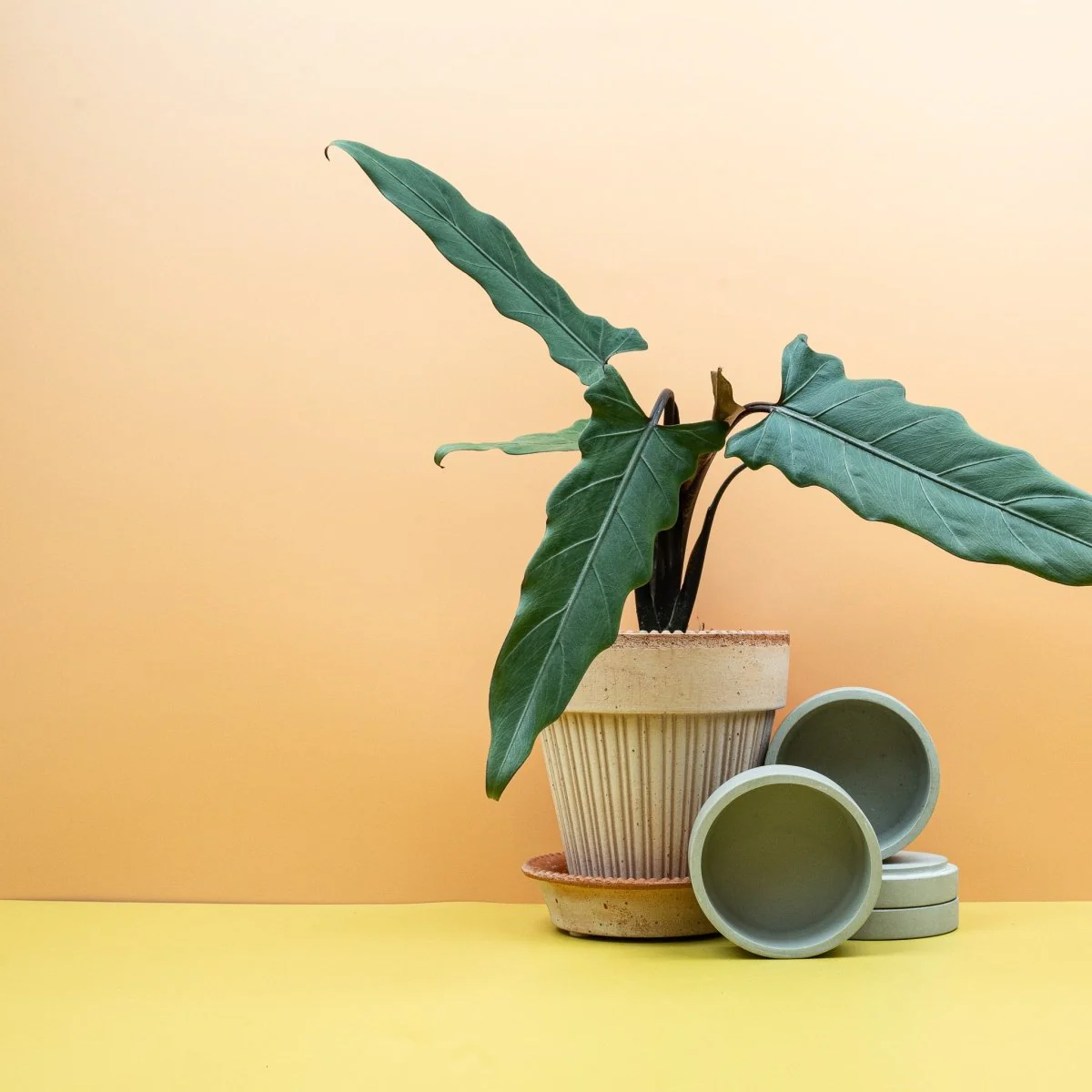 ALOCASIA LAUTERBACHIANA - Image 2
