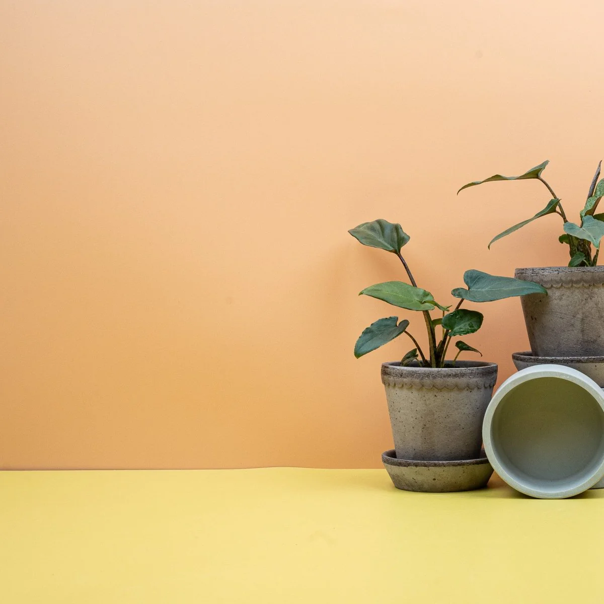 ALOCASIA LAUTERBACHIANA - Image 7