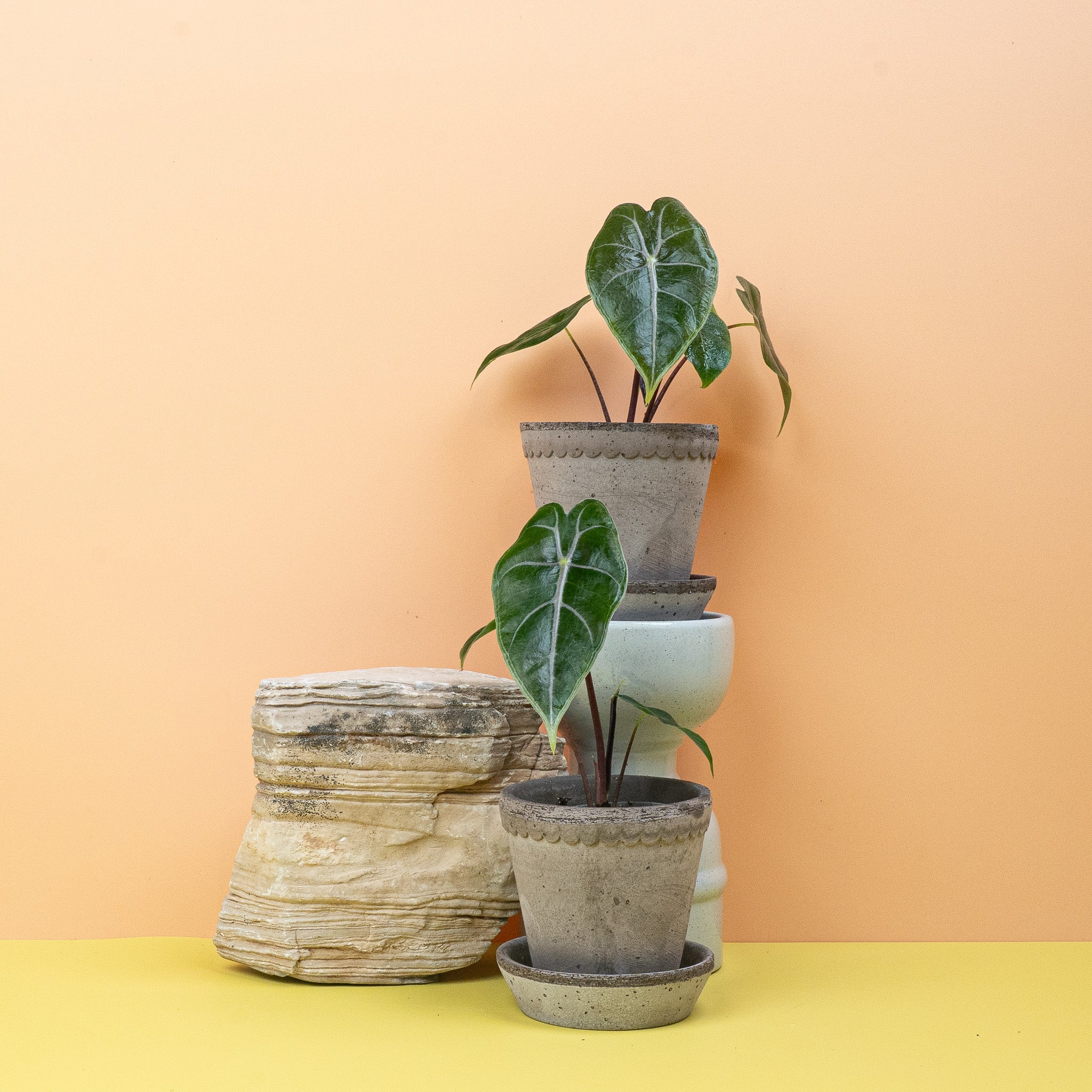 ALOCASIA LONGILOBA PURPLE VEIN - Image 10