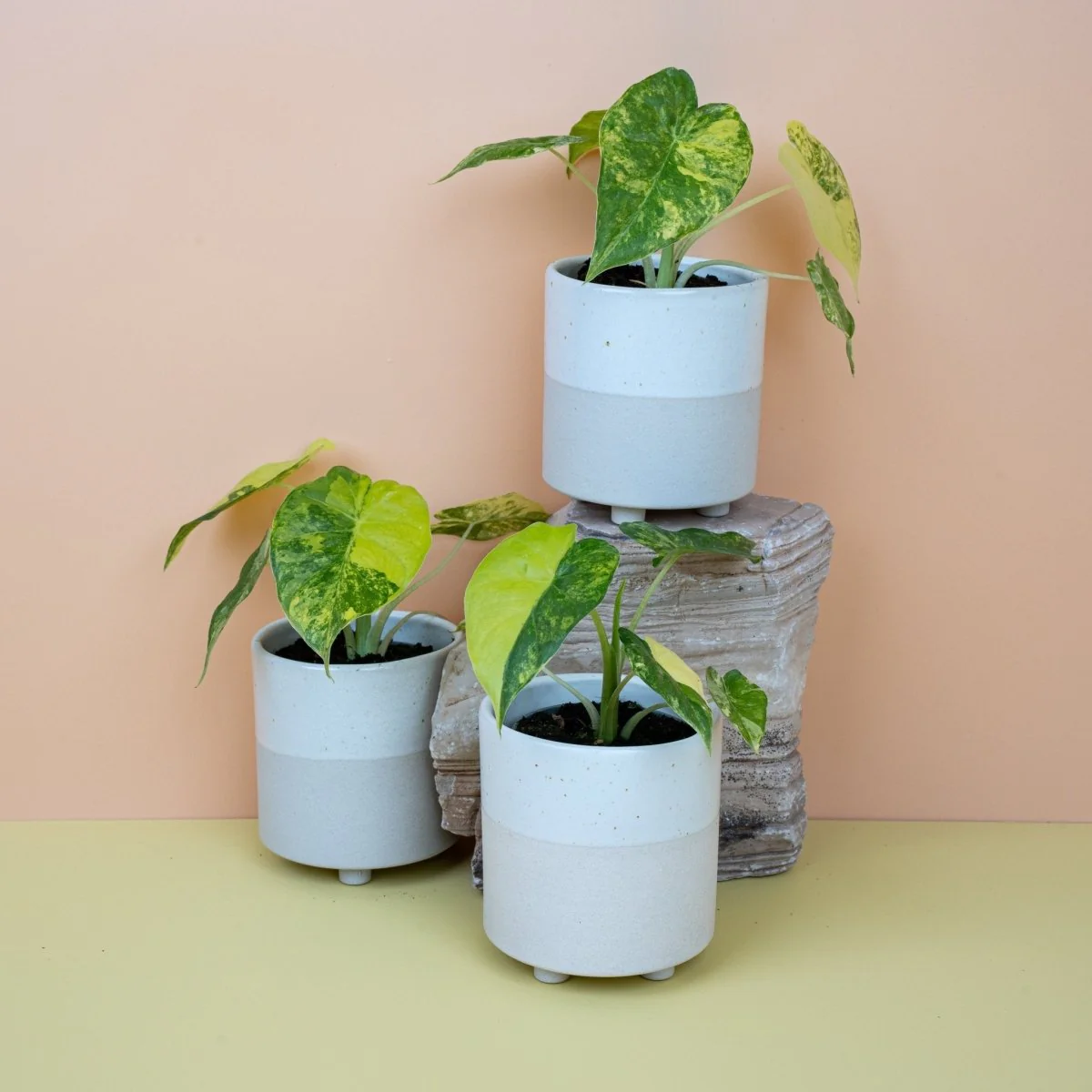 ALOCASIA MACRORRHIZA VARIEGATA AUREA - Image 10