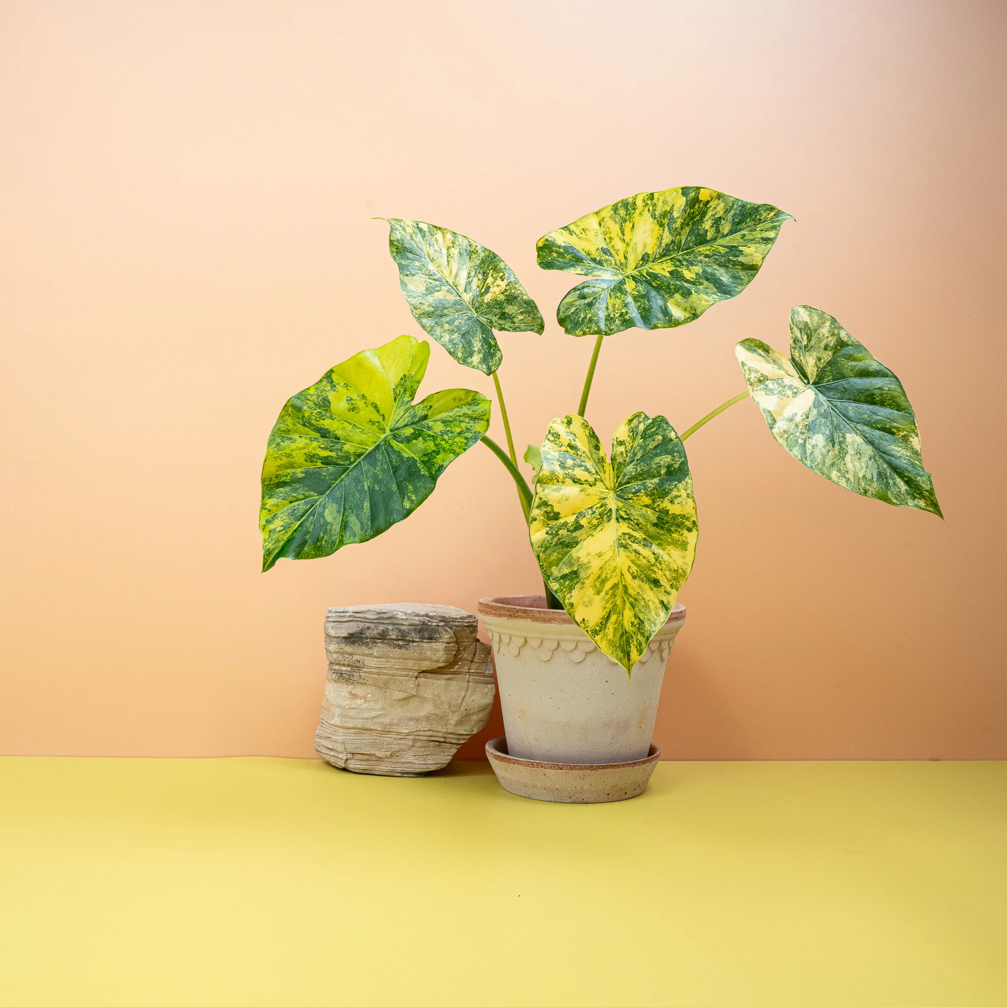 ALOCASIA MACRORRHIZA VARIEGATA AUREA - Image 2