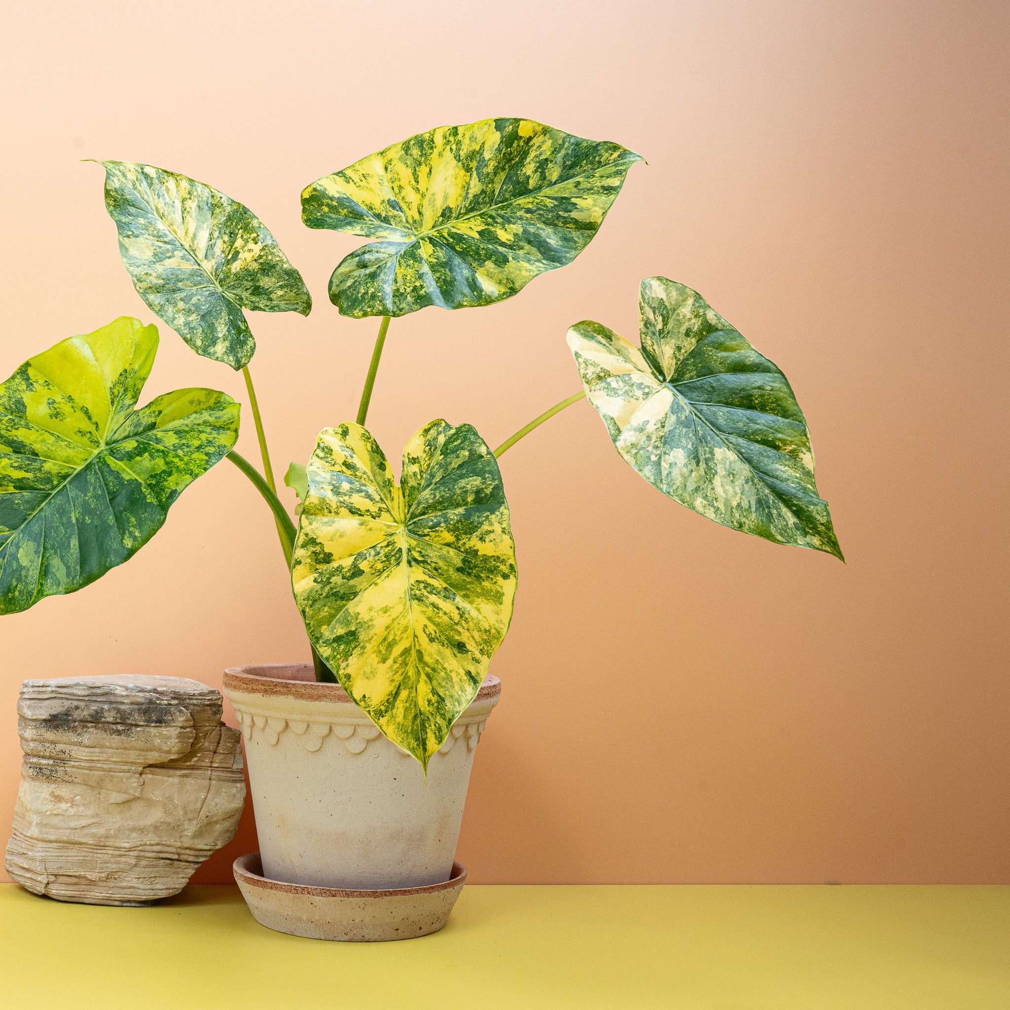 ALOCASIA MACRORRHIZA VARIEGATA AUREA - Image 3